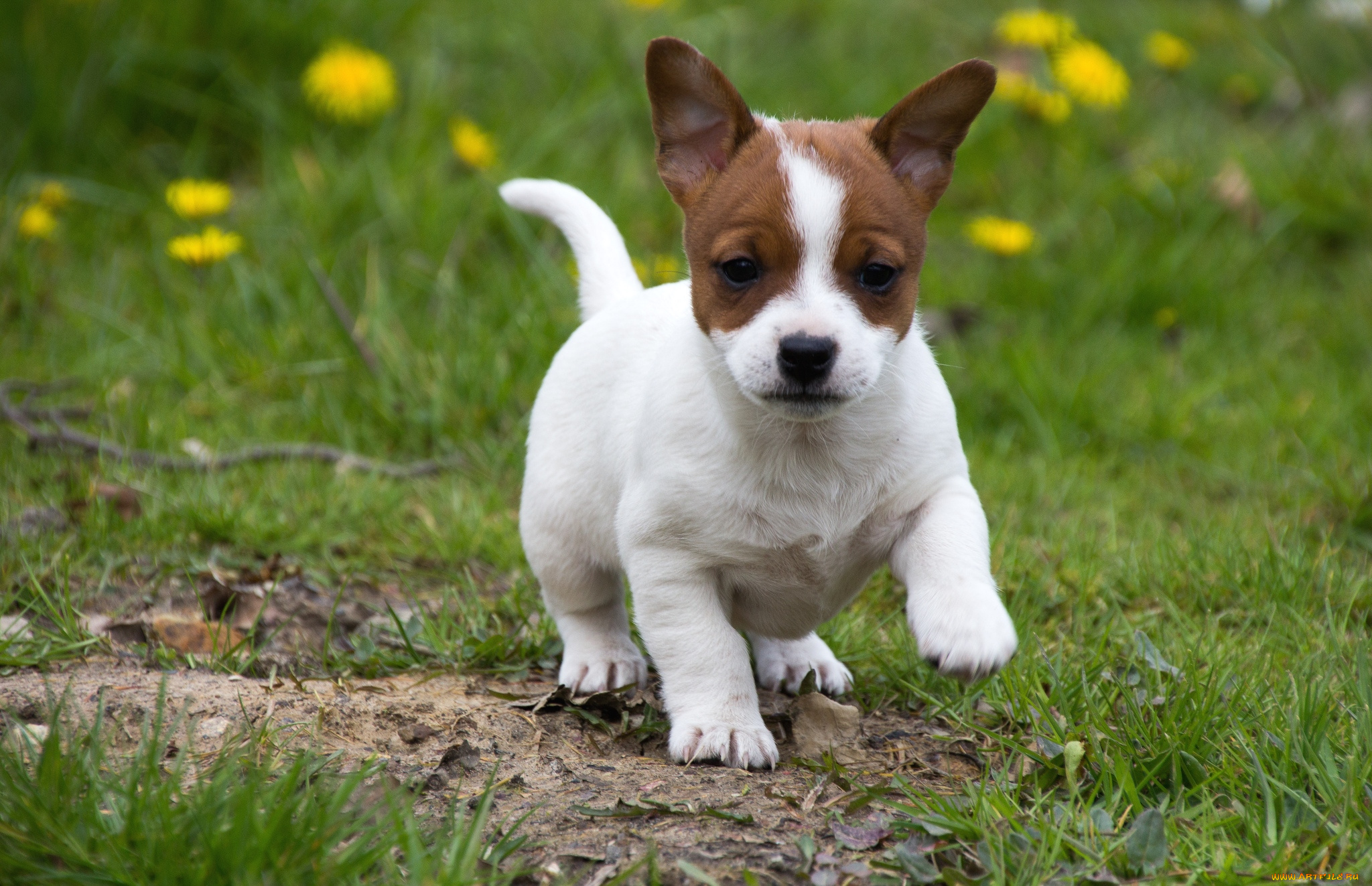 животные, собаки, щенок