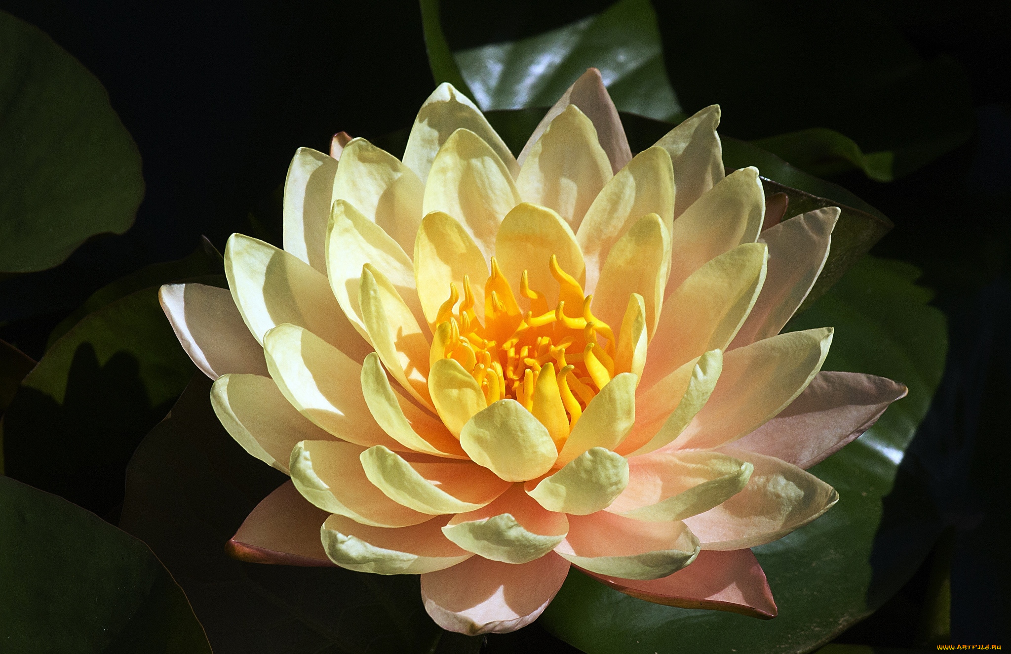 цветы, лилии, водяные, , нимфеи, , кувшинки, макро