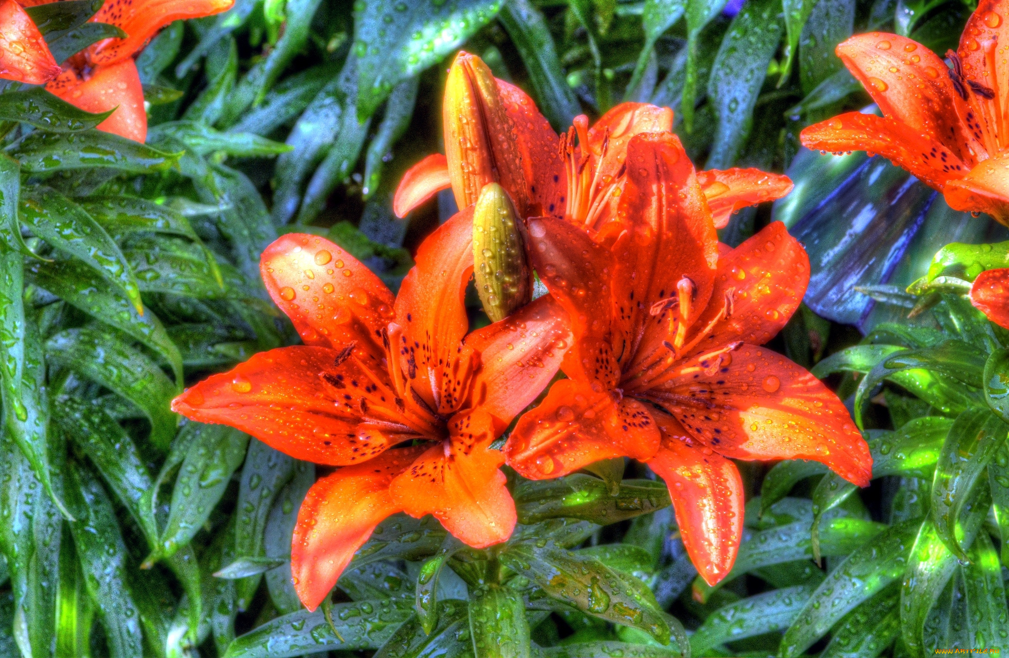 цветы, лилии, , лилейники, оранжевый