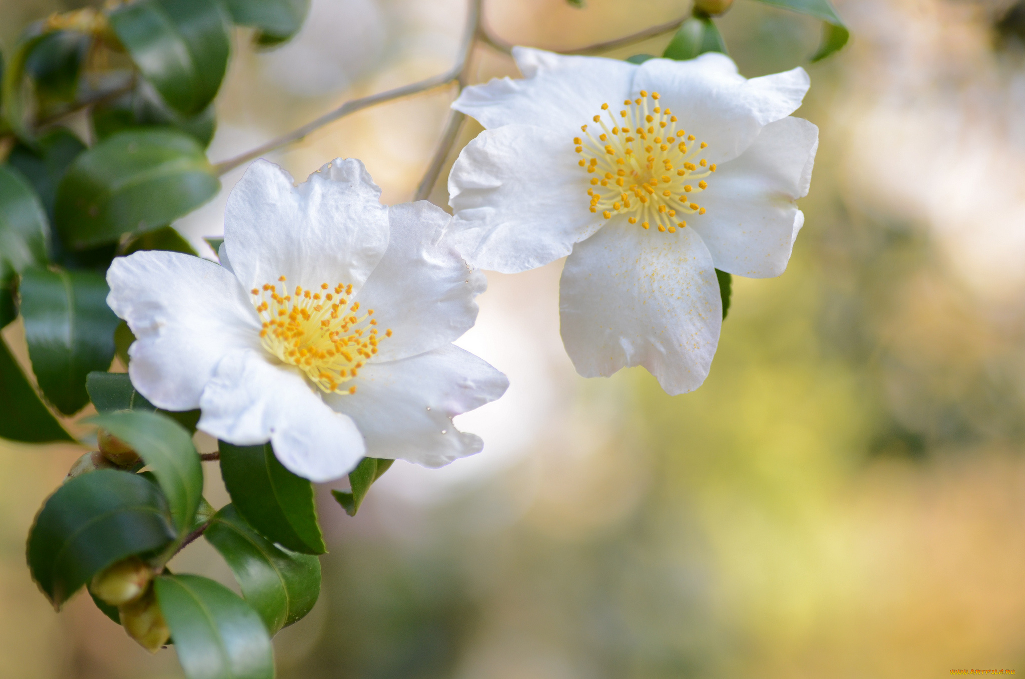 цветы, камелии, белый