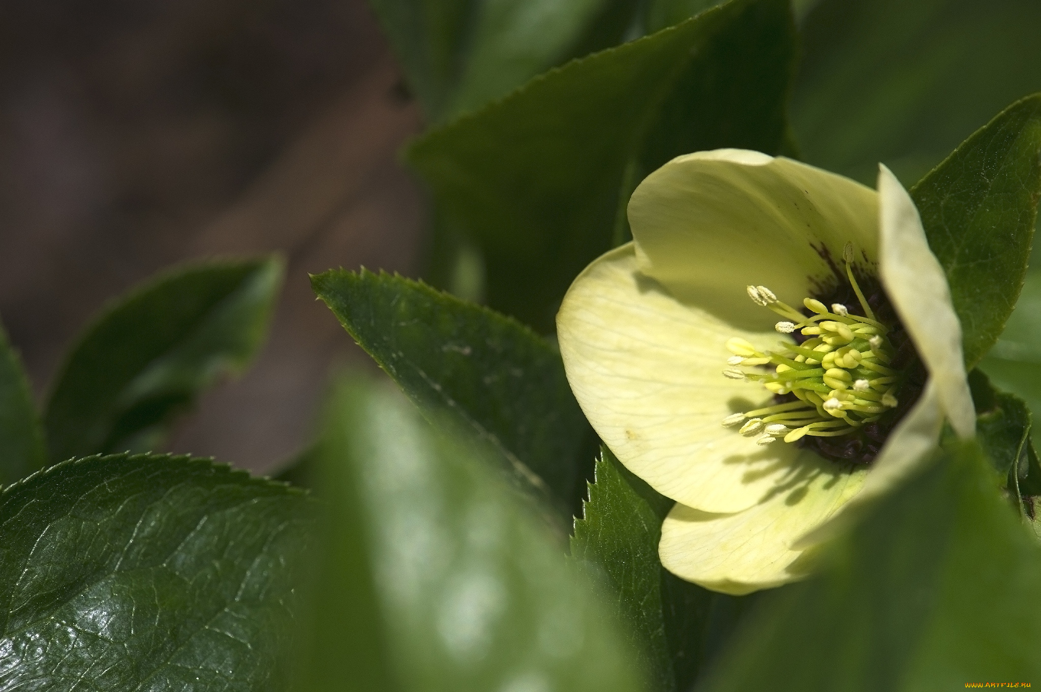 цветы, геллеборус, , морозник, макро