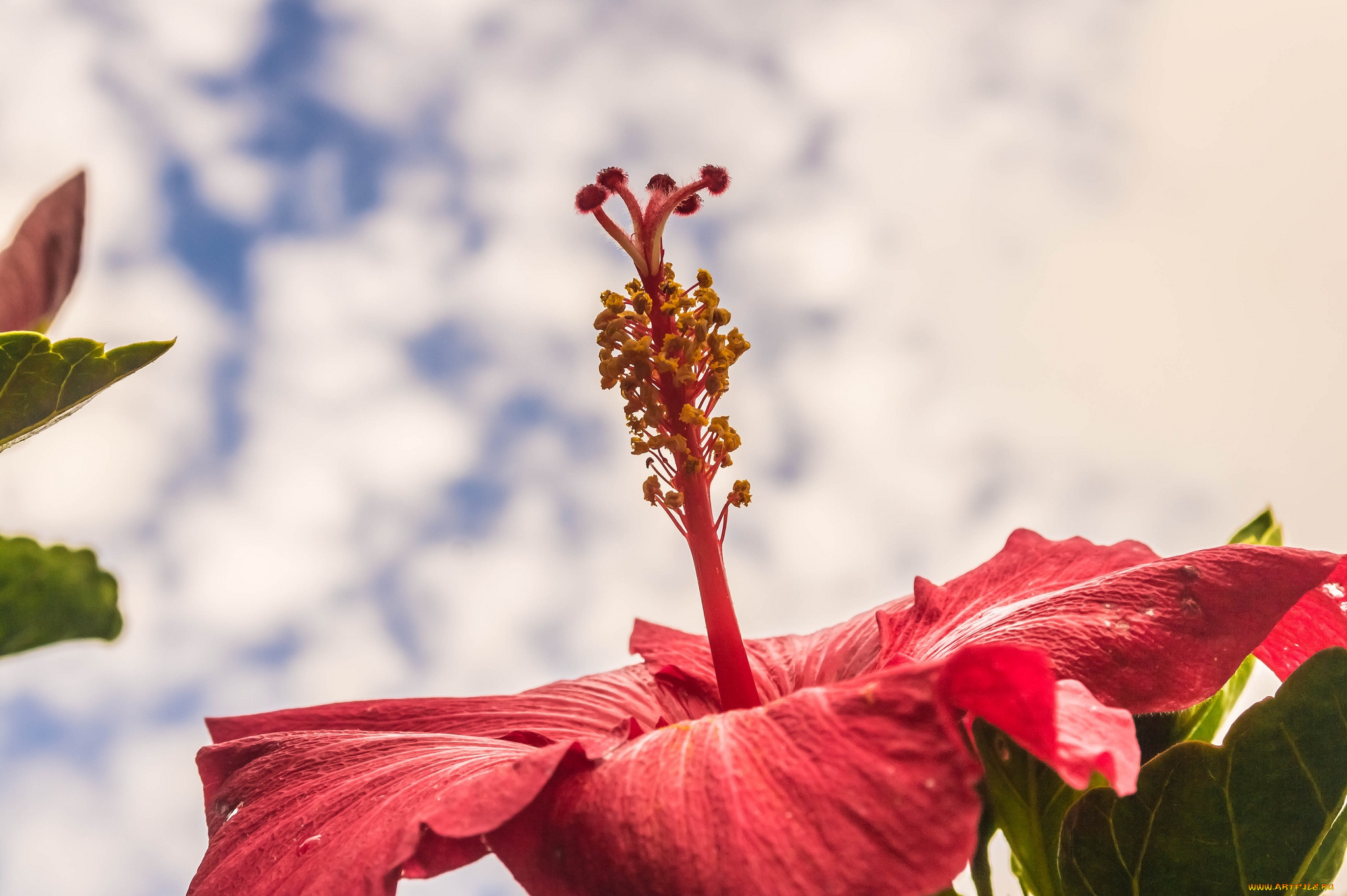 цветы, гибискусы, небо, макро