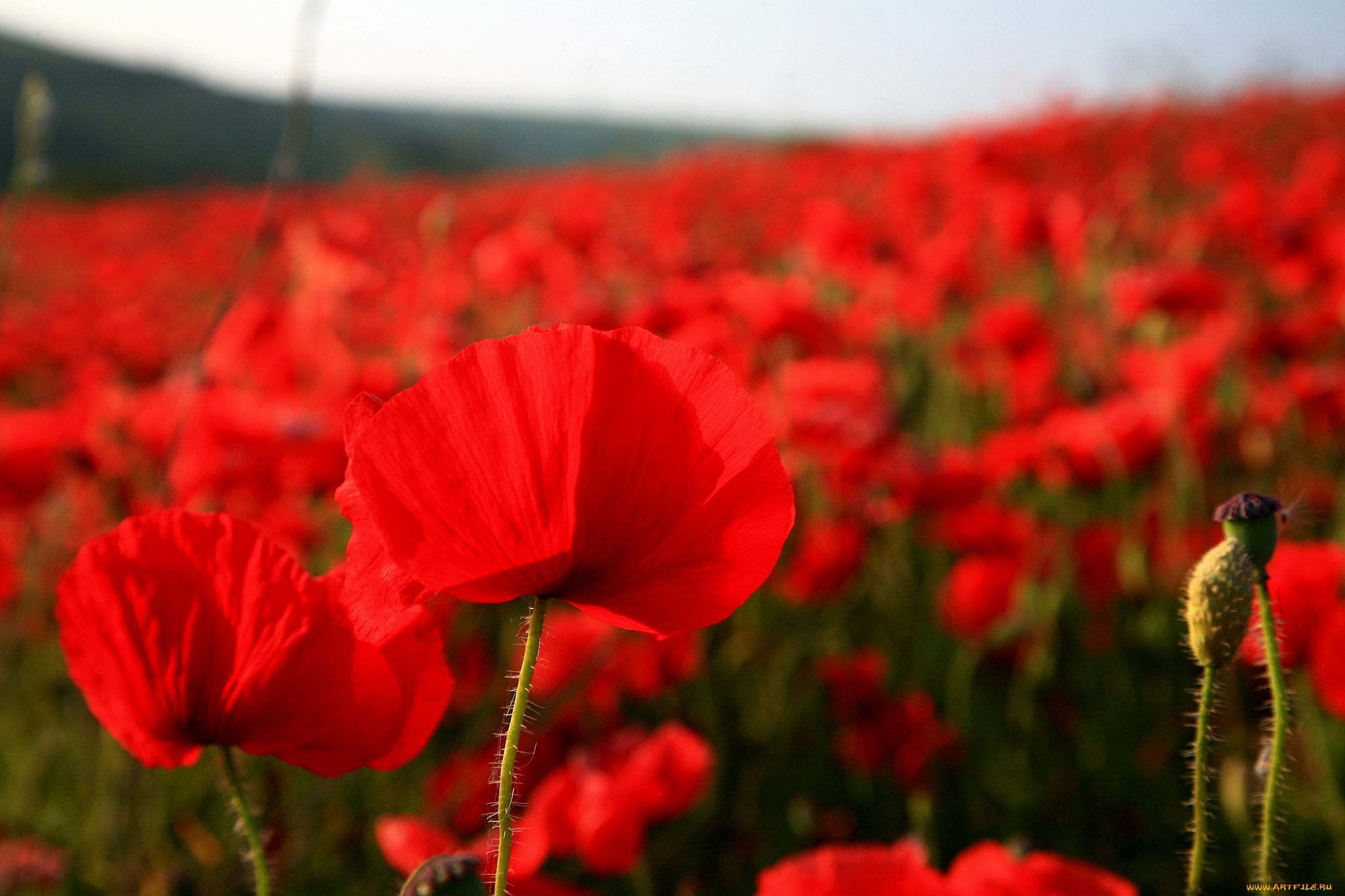 цветы, маки, красный