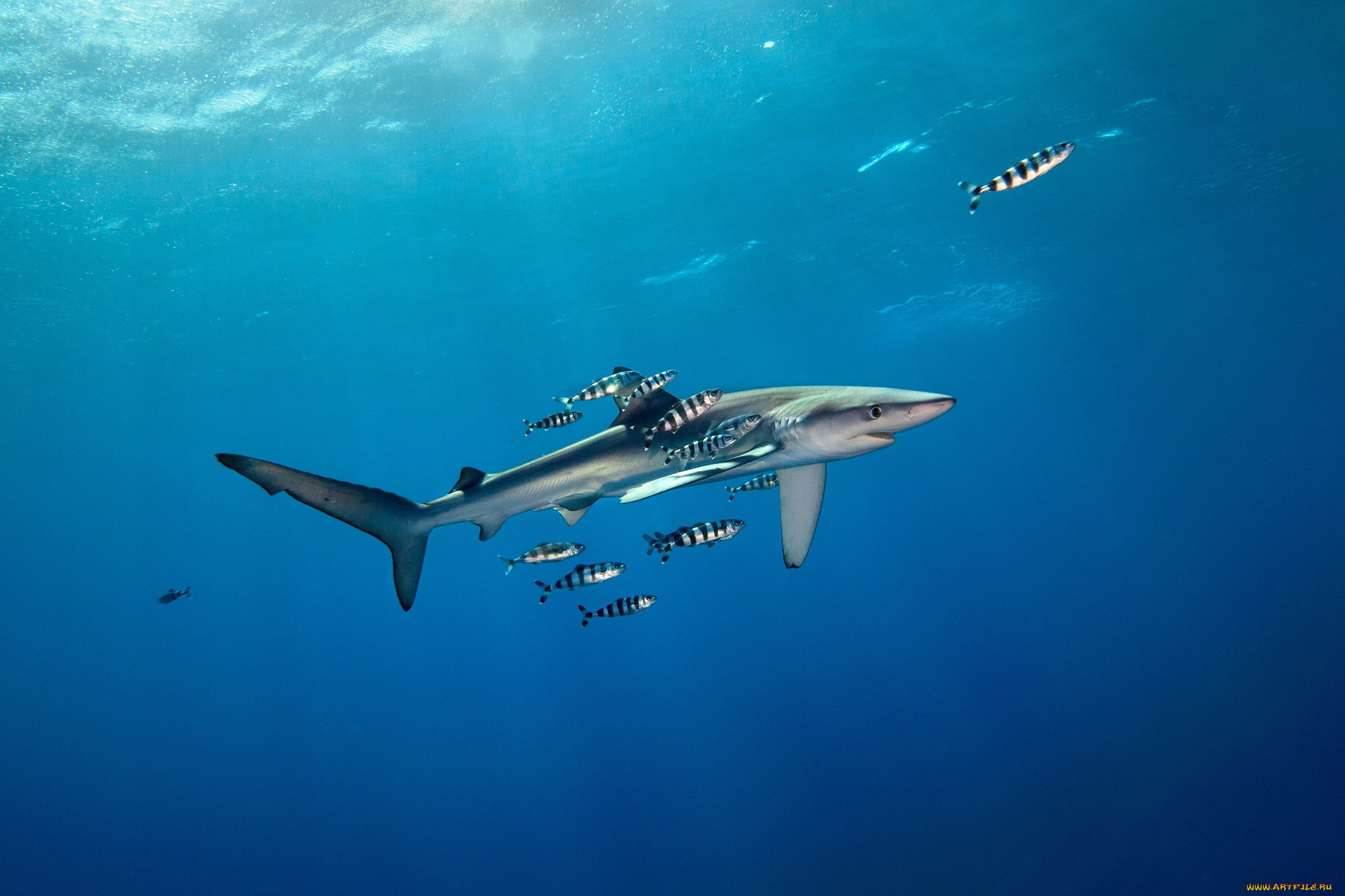 животные, акулы, акула, глубина, океан
