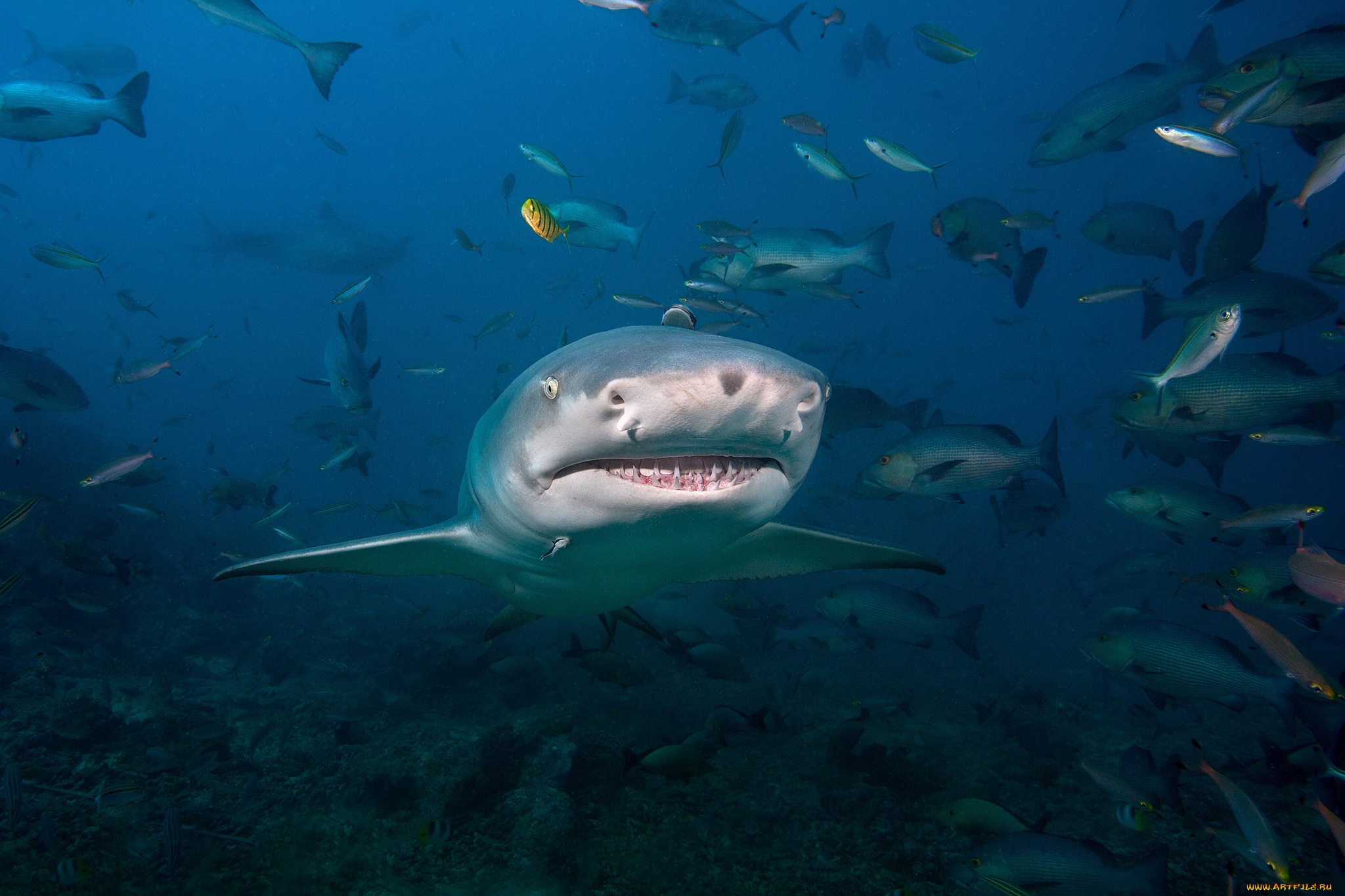 животные, акулы, глубина, океан, акула