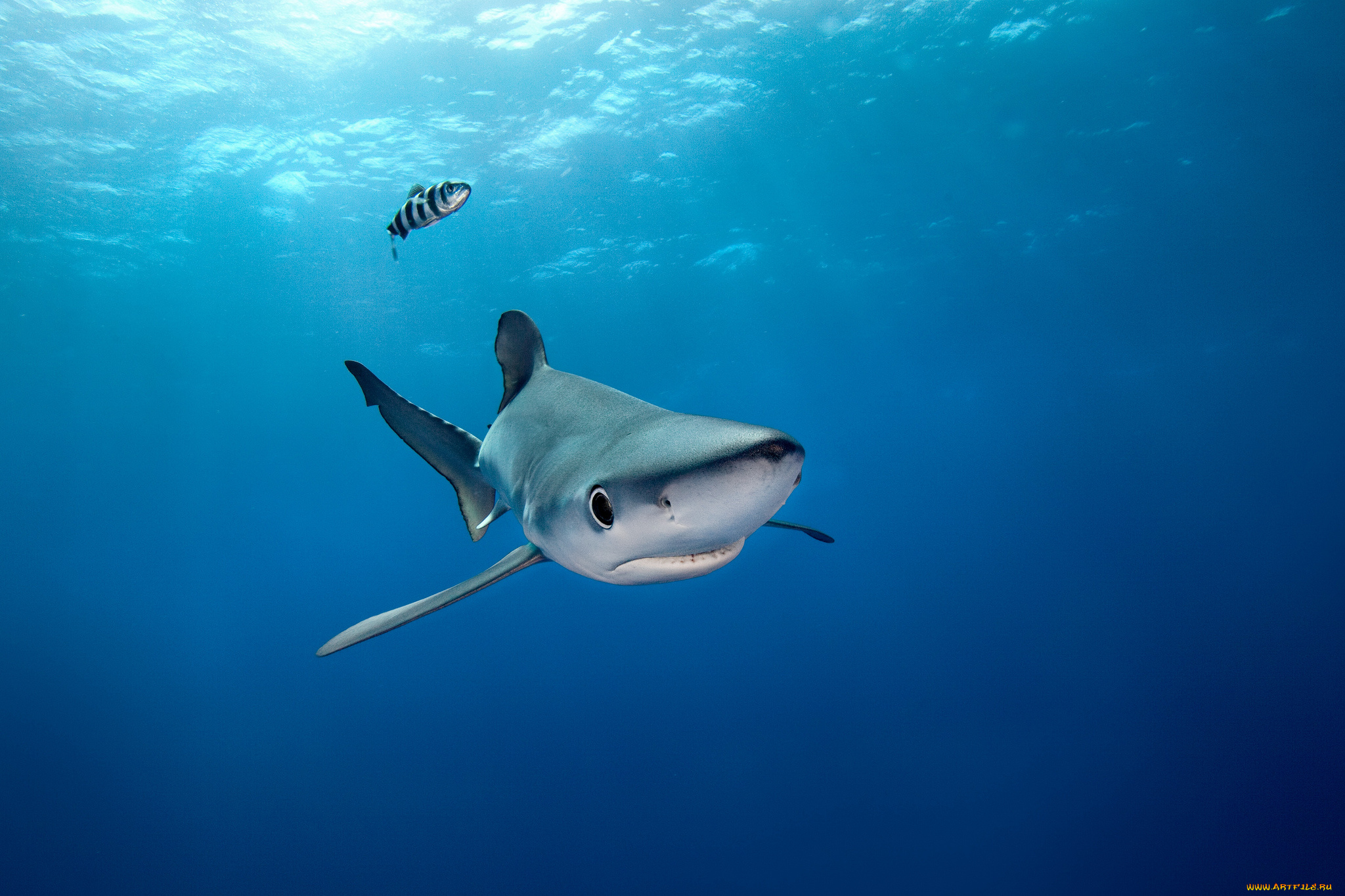 животные, акулы, океан, глубина, акула