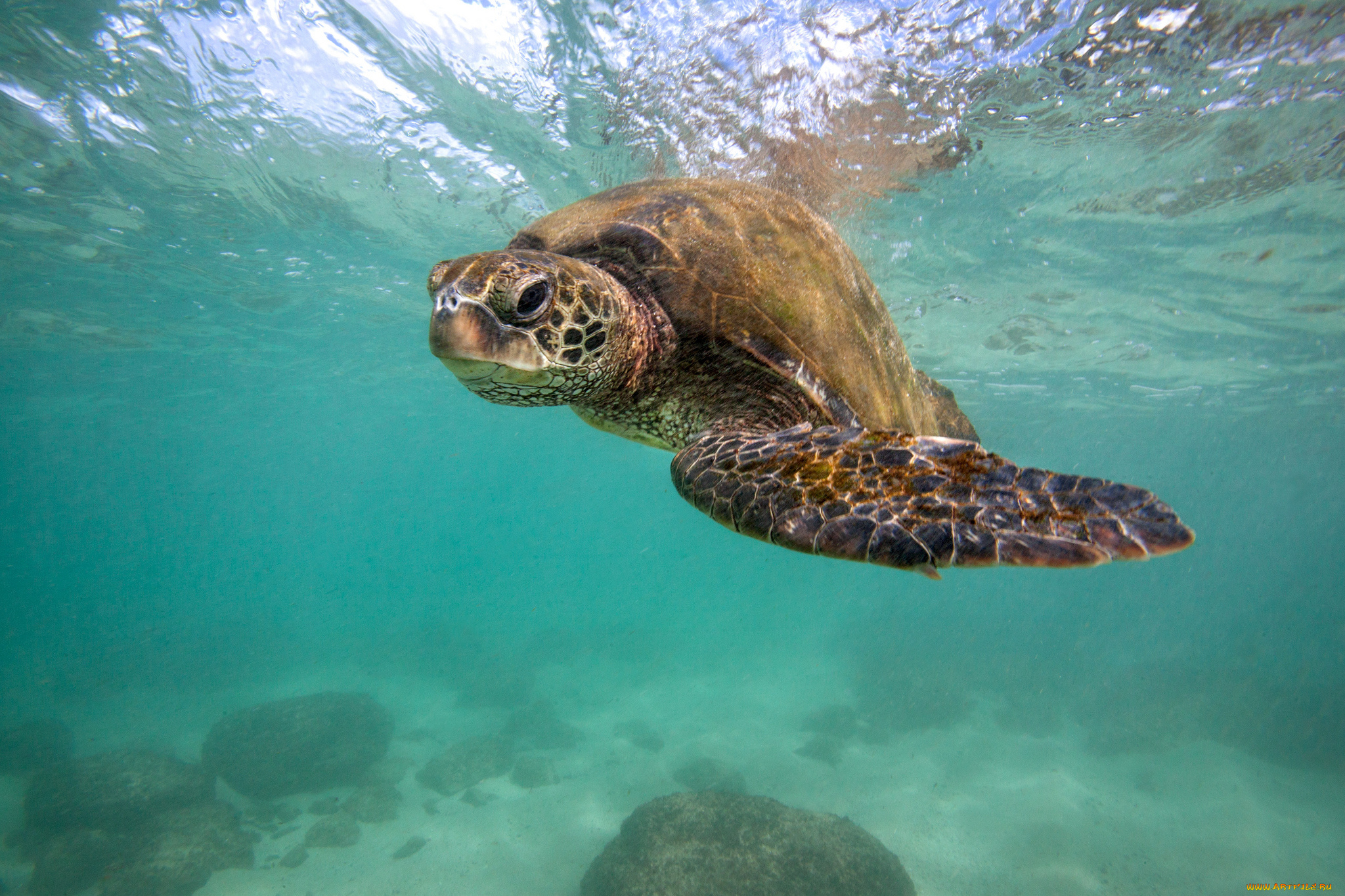 животные, Черепахи, океан, черепаха, глубина