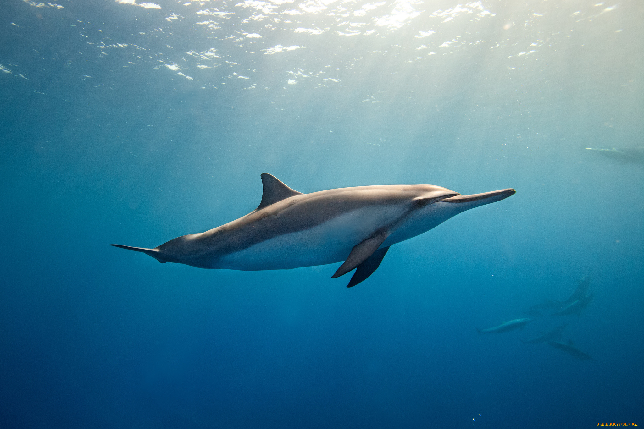животные, дельфины, глубина, дельфин, океан