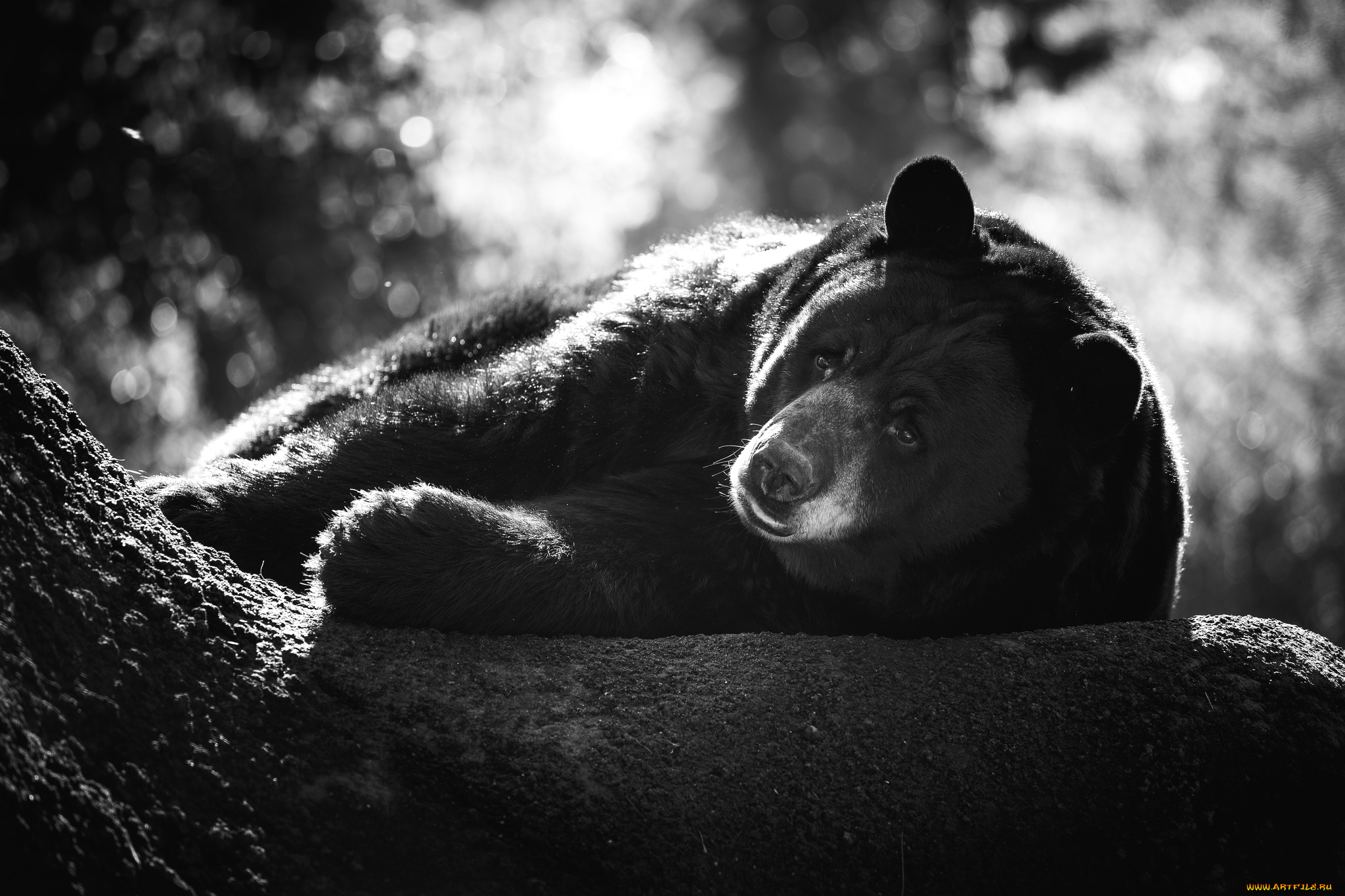 животные, медведи, миша