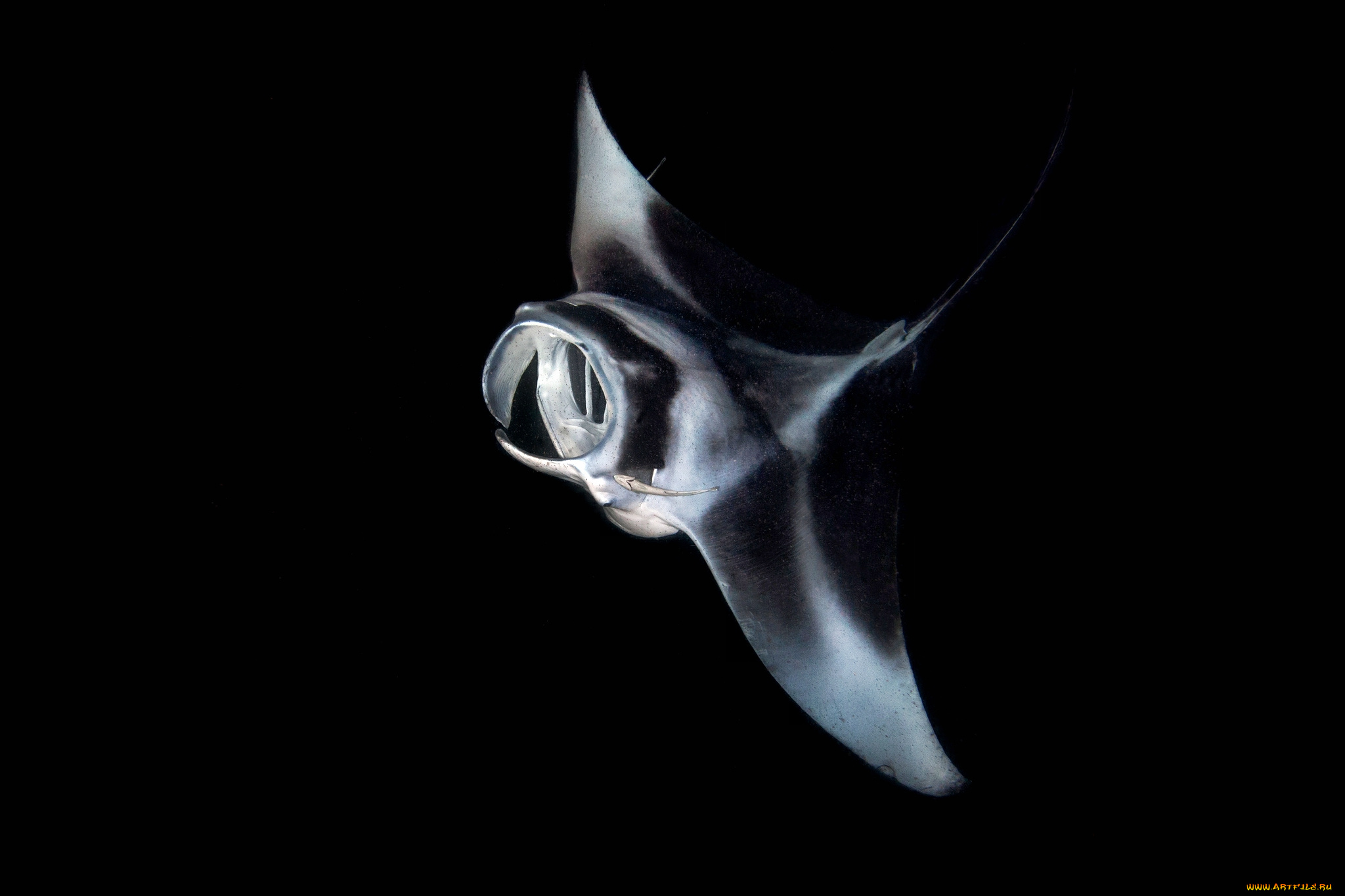 животные, морская, фауна, океан, манта, глубина