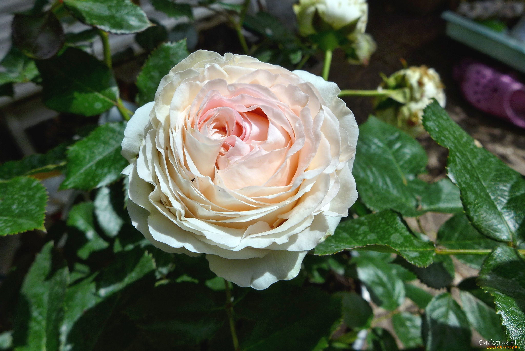 цветы, розы, макро