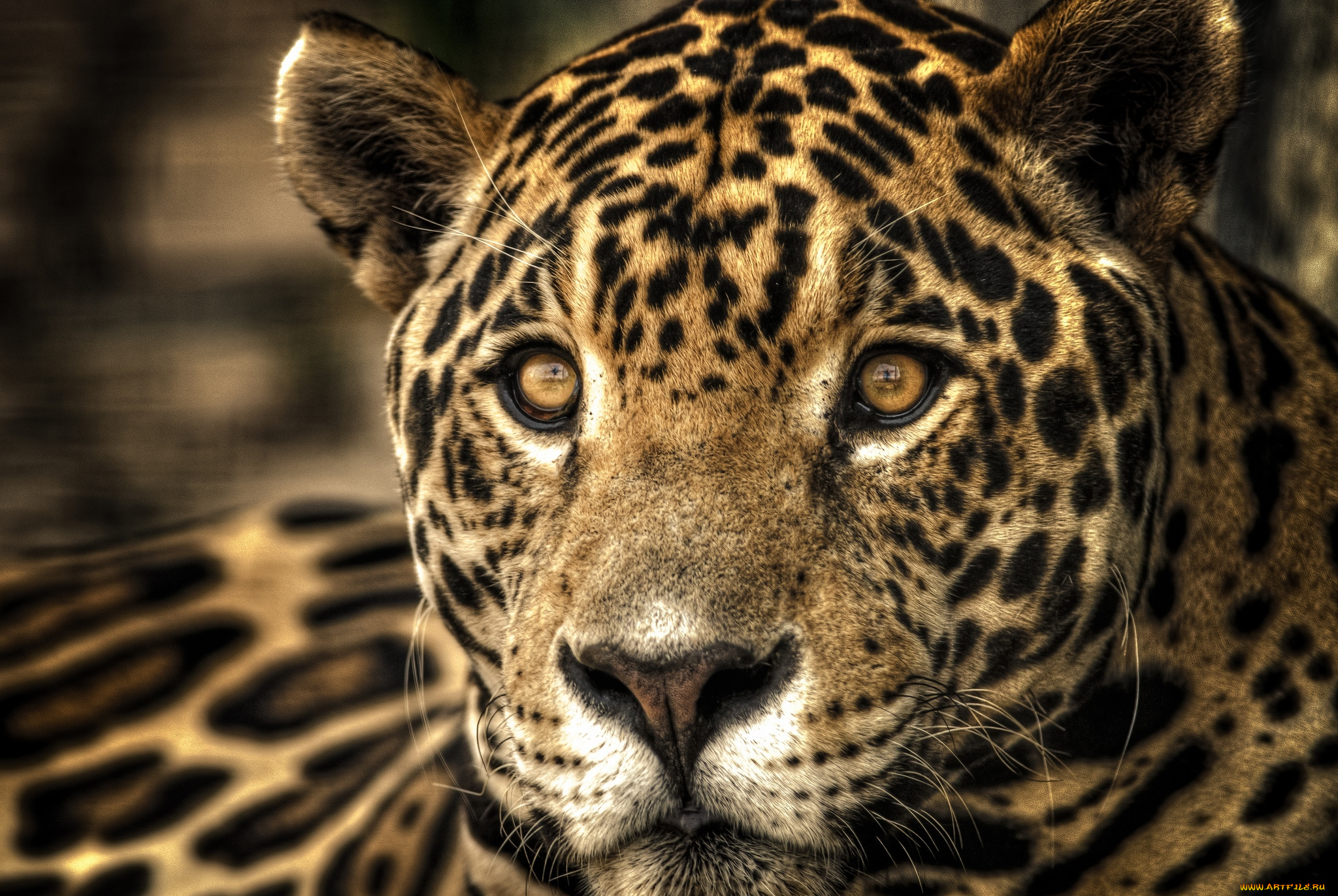 животные, Ягуары, портрет