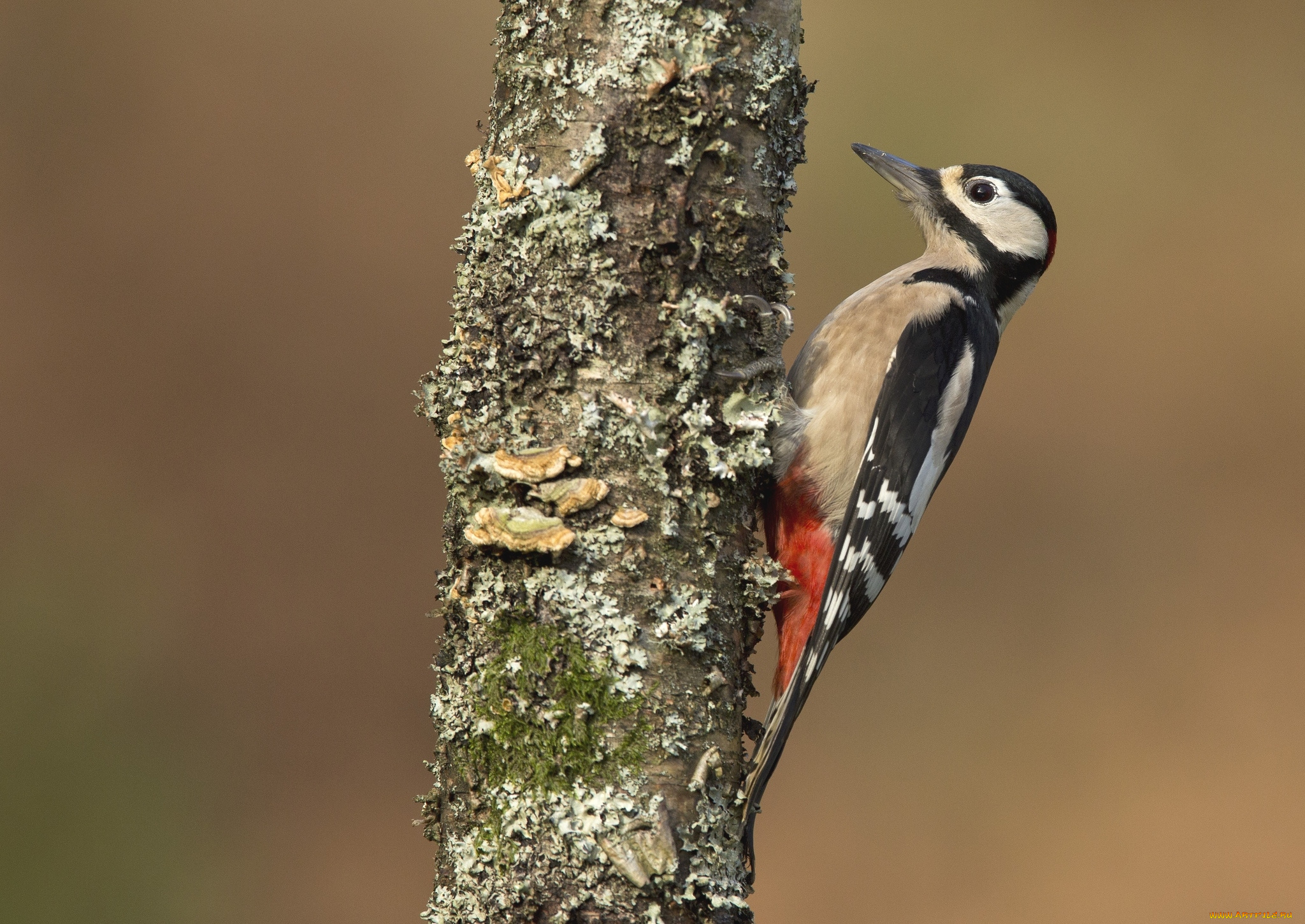 животные, дятлы, клюв