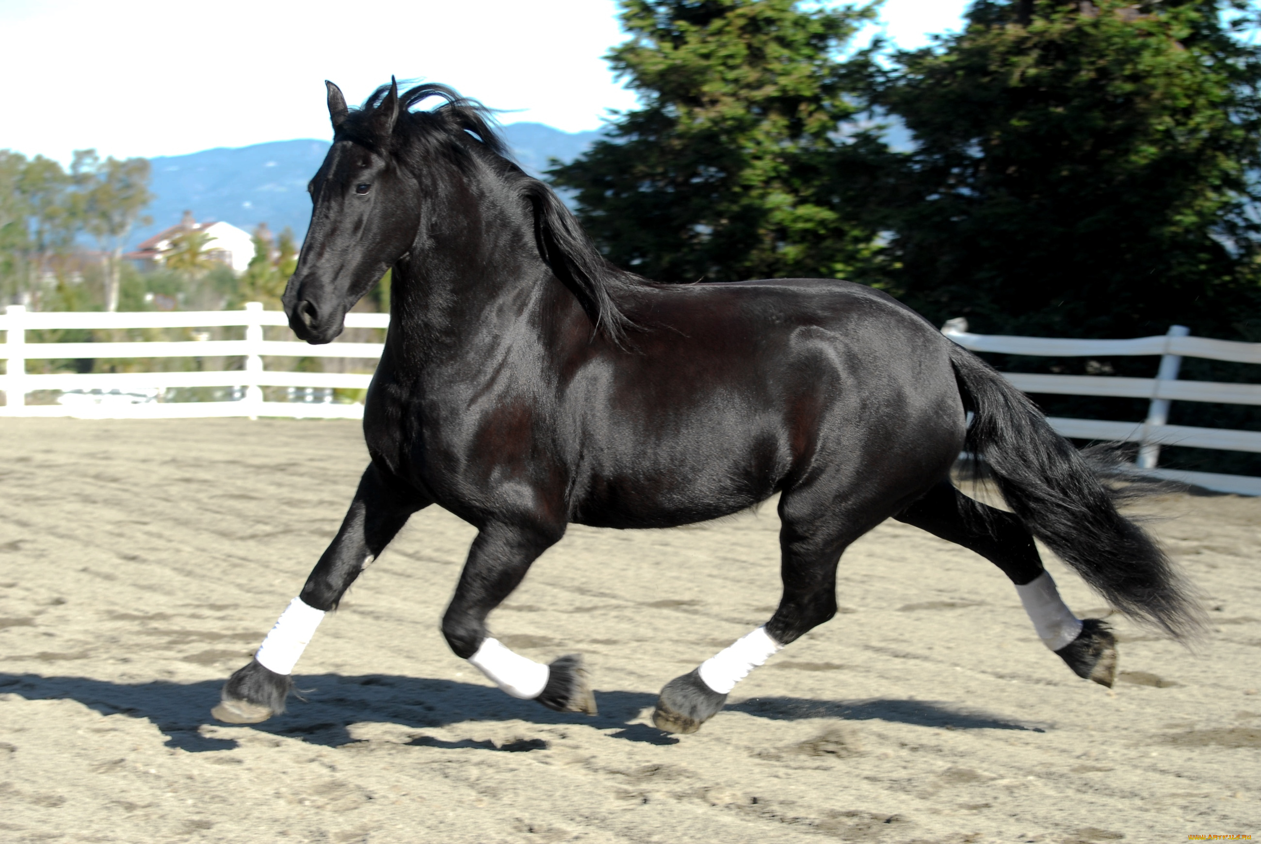 животные, лошади, красавец