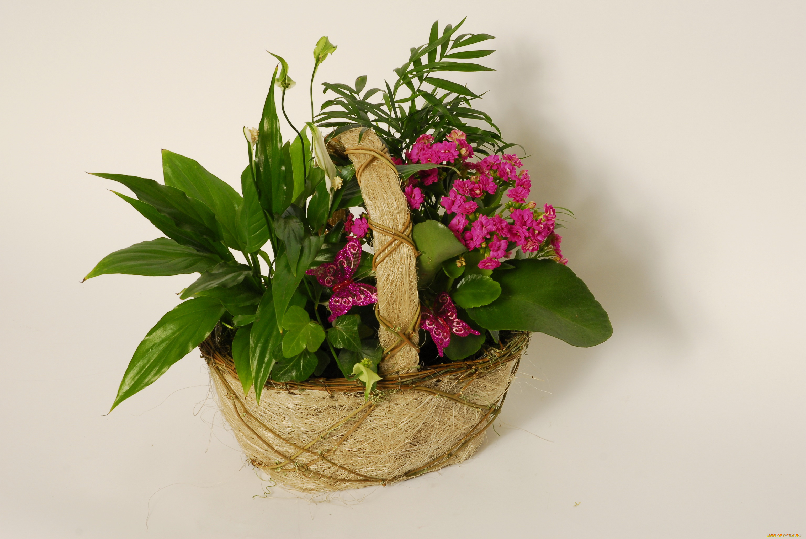 цветы, разные, вместе, корзинка