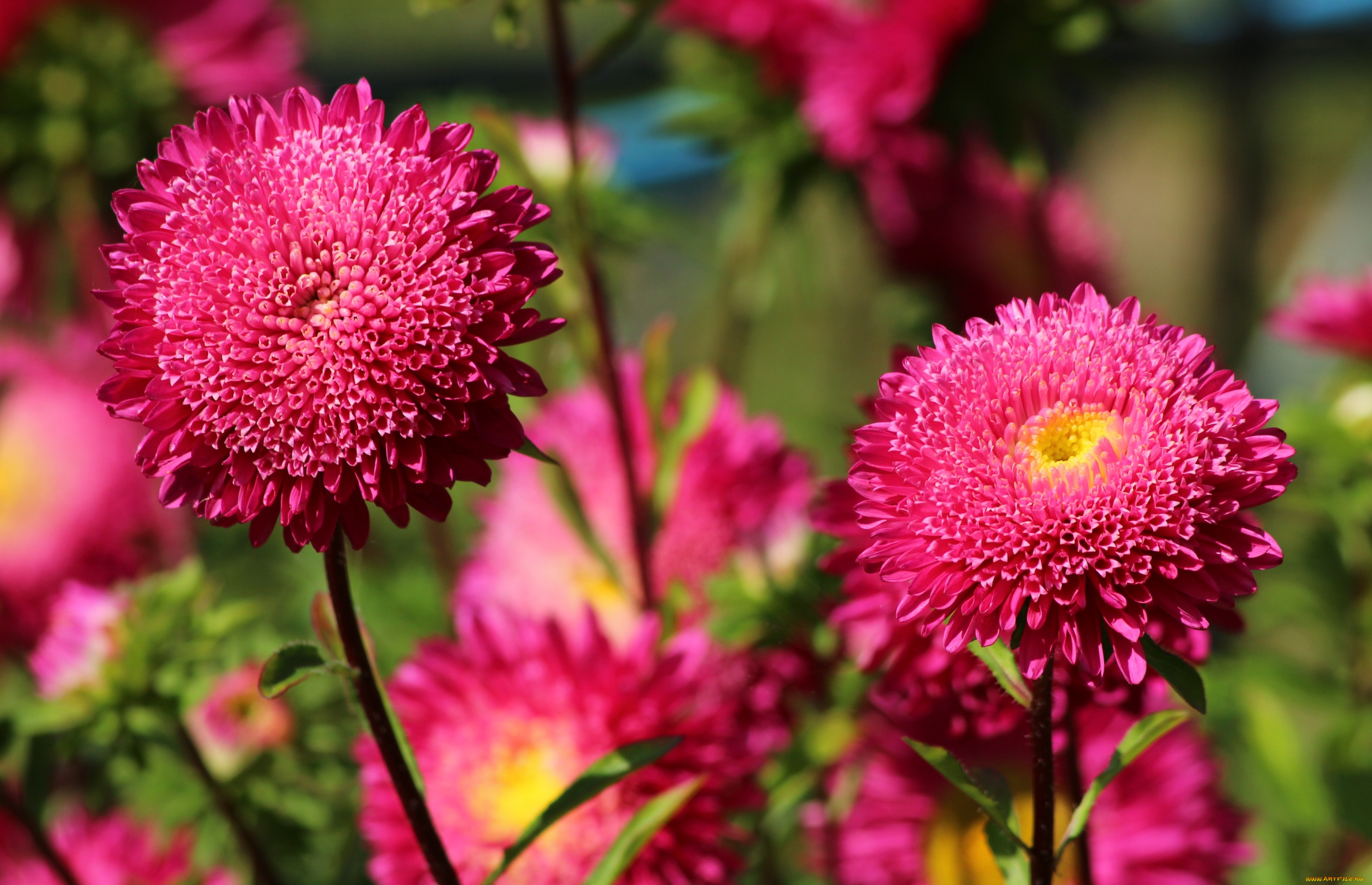 цветы, астры, розовый