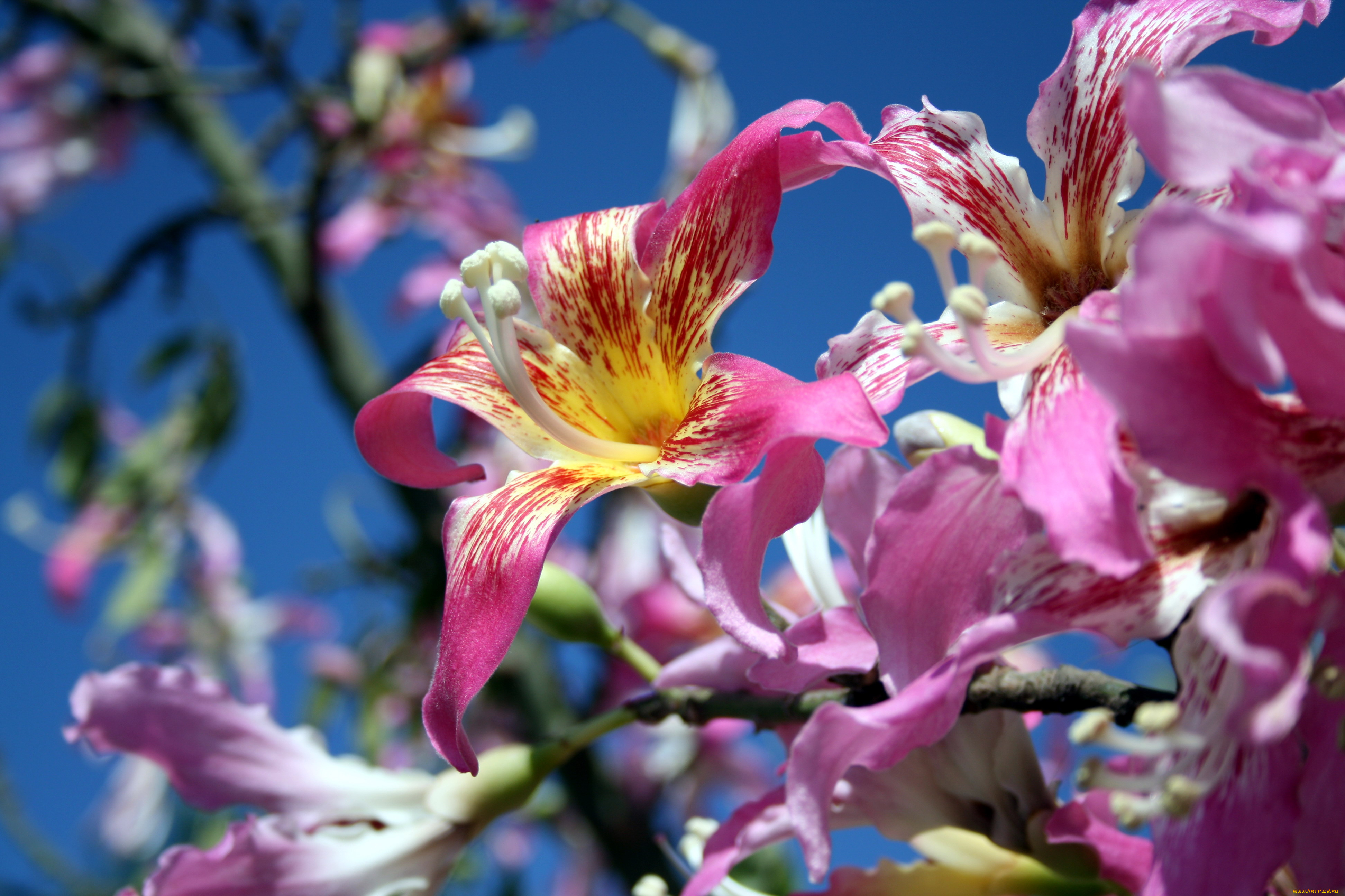 цветы, цветущие, деревья, , , кустарники, нежный