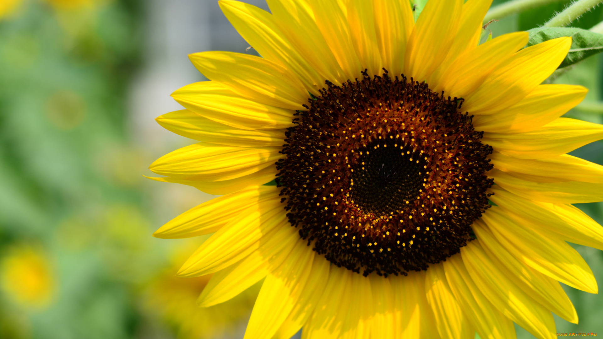 цветы, подсолнухи, лепестки