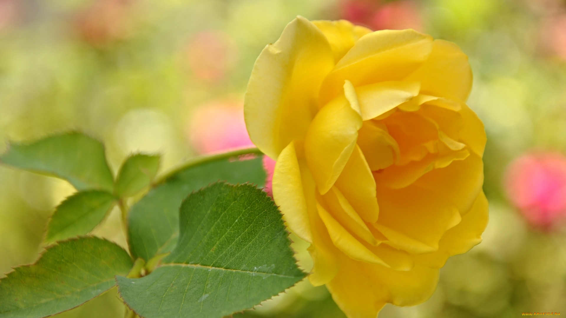 цветы, розы, макро, листья, лепестки, сад, роза