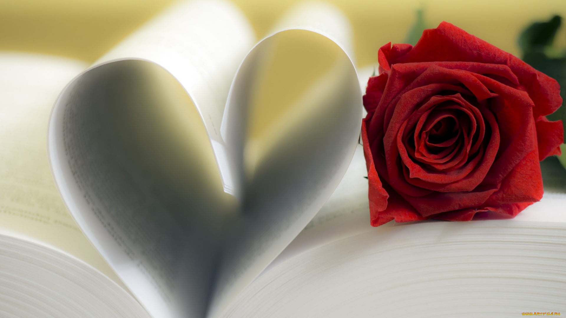 цветы, розы, страницы, книга, сердце, red, rose, роза, love, flower, romantic
