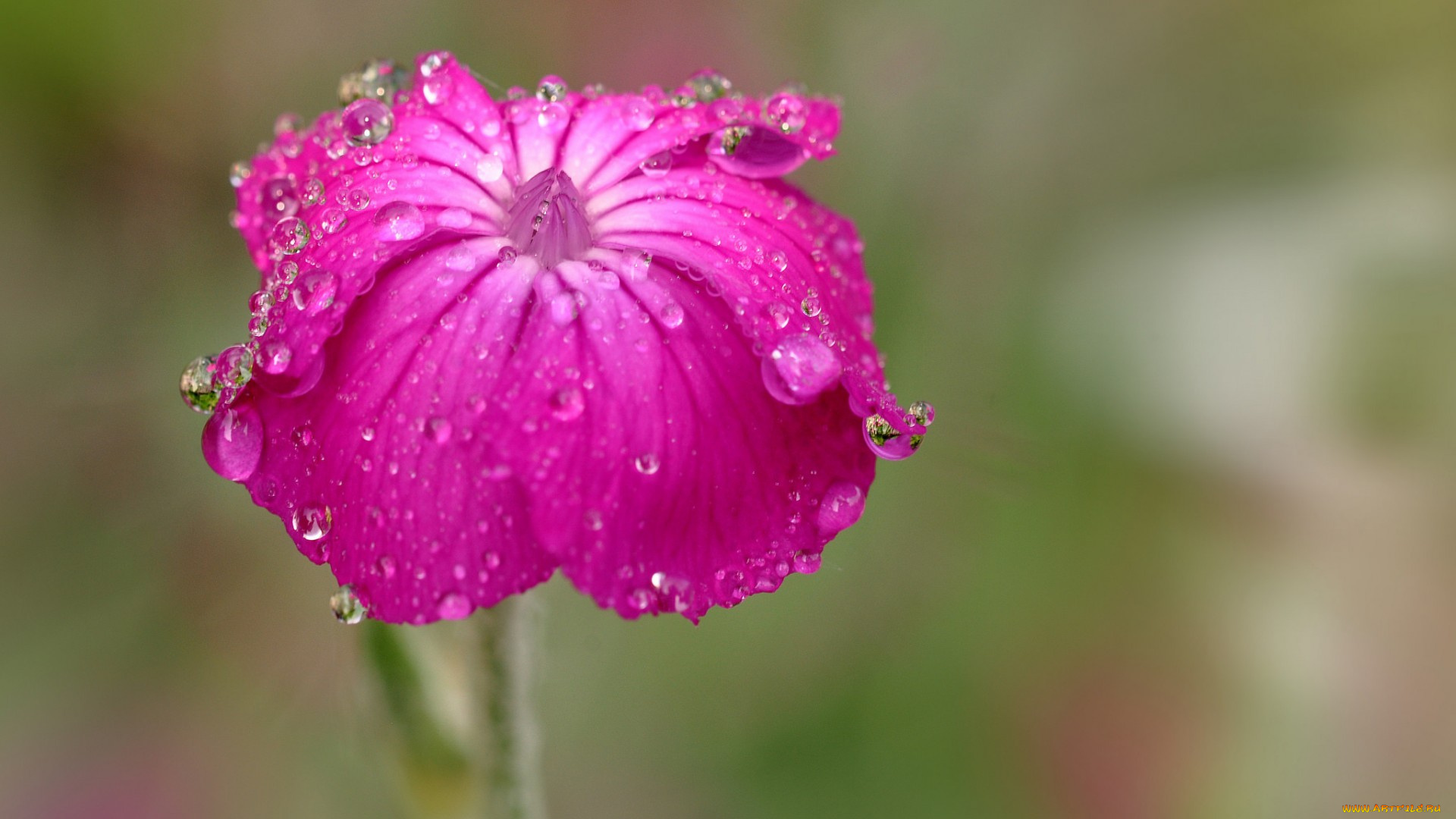 цветы, вода, капли, лепестки, цветок, роса