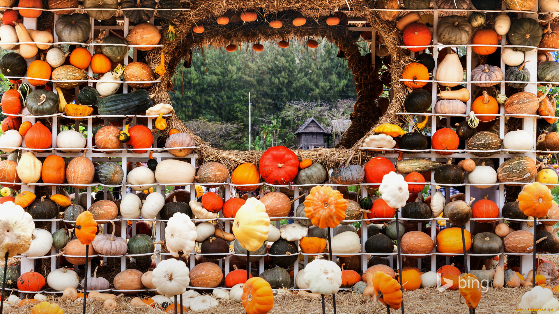 еда, тыква, тыквы