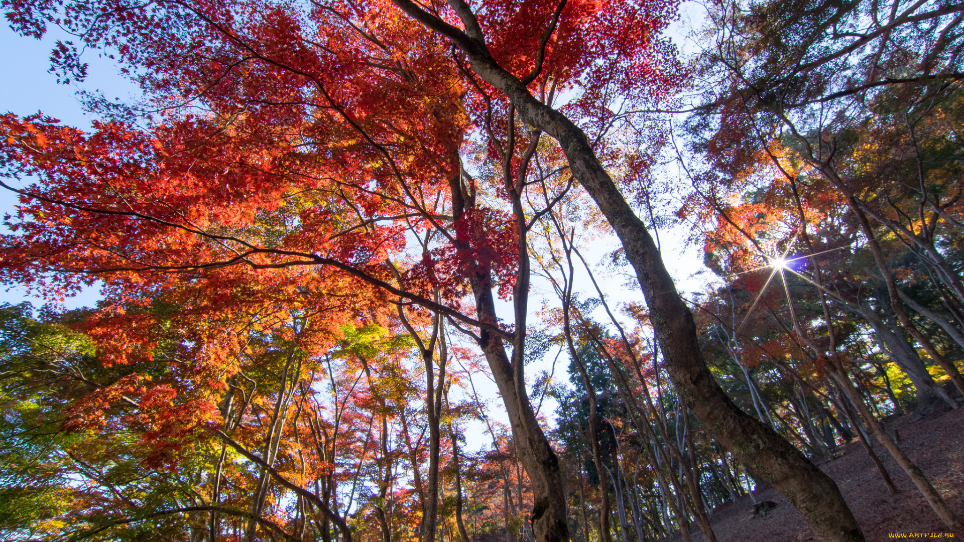 природа, деревья, осень, солнце, листья