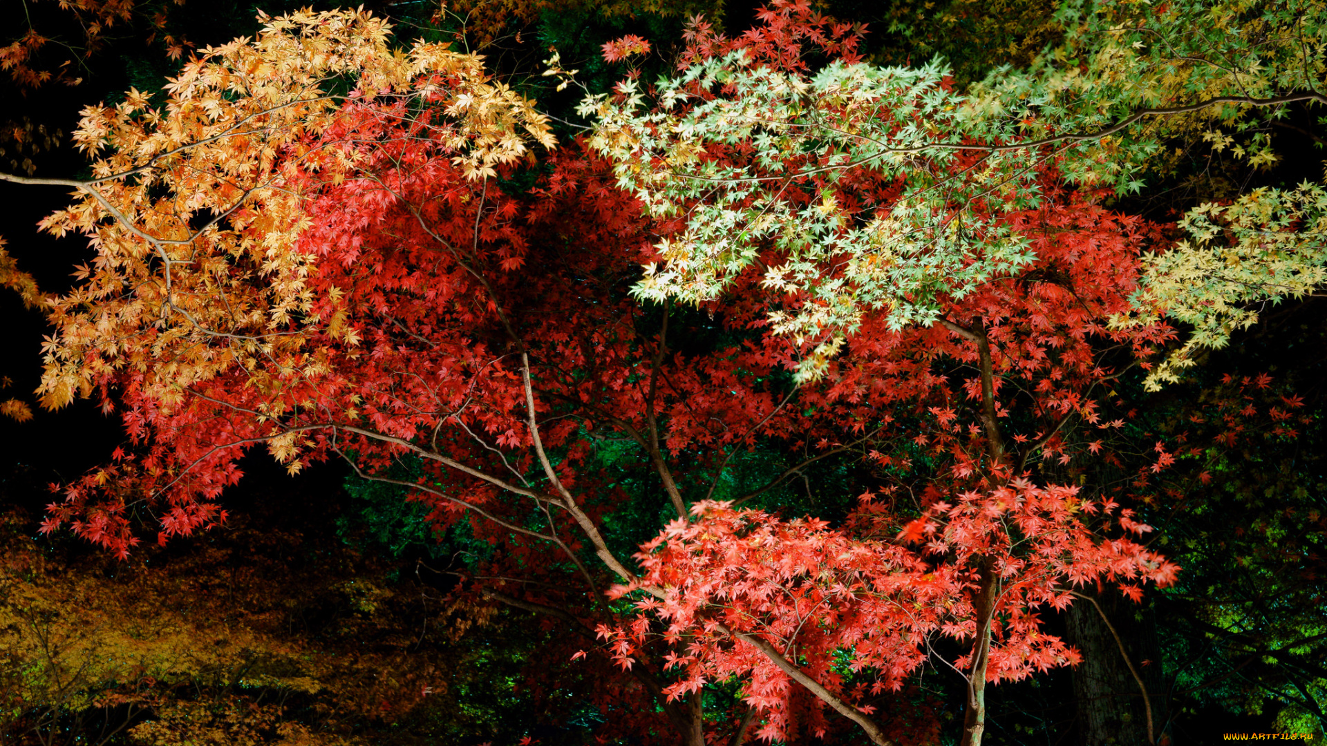 природа, лес, осень, деревья, ночь