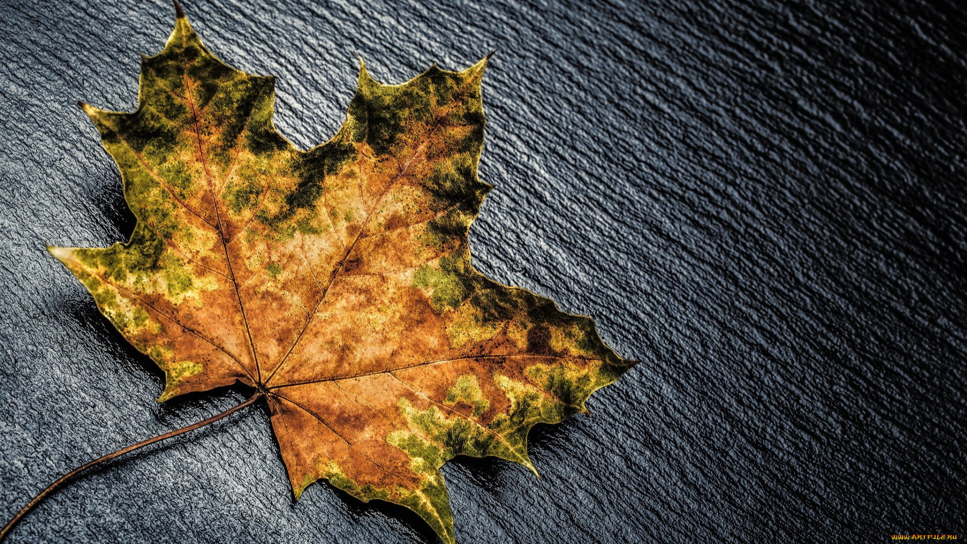 разное, -, другое, жёлтый, лист, цвет, макро, осень