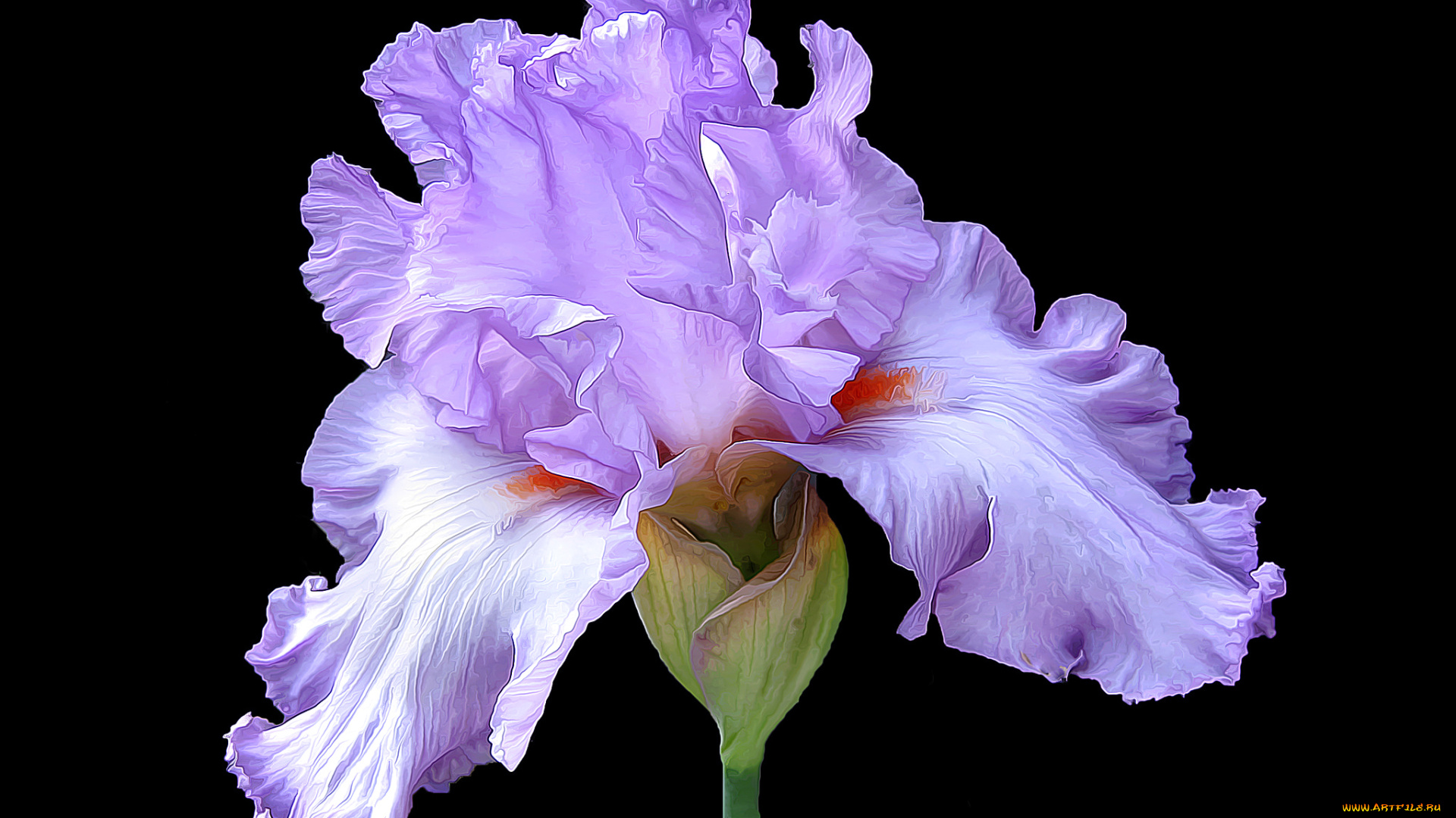 разное, компьютерный, дизайн, цветок, ирис, лепестки, макро