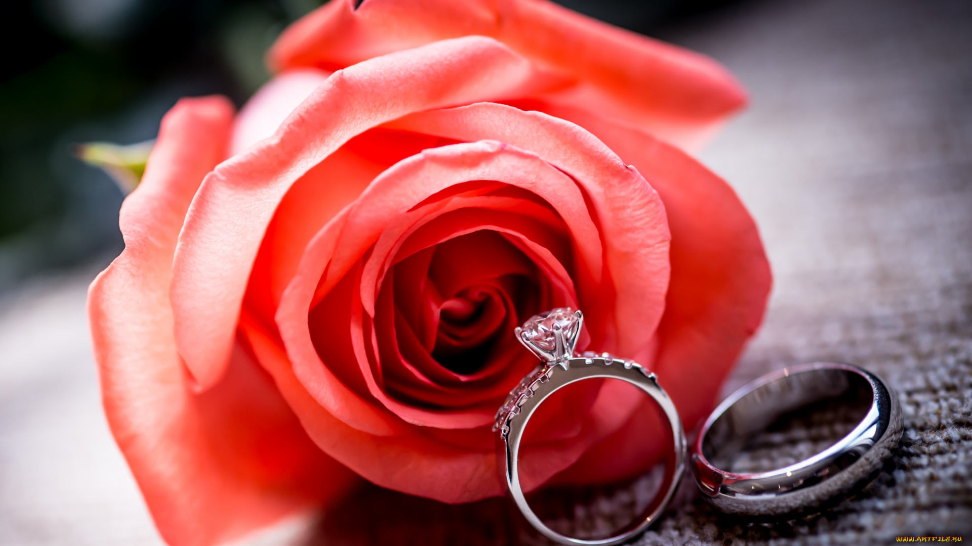 разное, украшения, , аксессуары, , веера, роза, red, ring, rose, обручальные, цветок, кольца