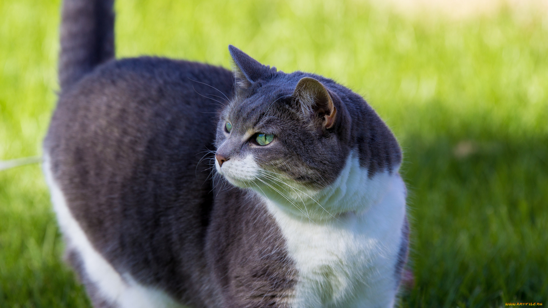 животные, коты, киса, коте, кошка, кот, взгляд, трава, лето, зелень