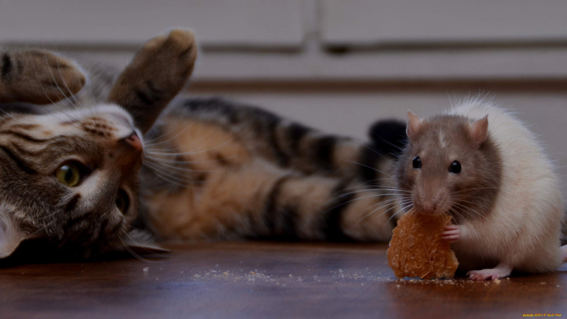 животные, разные, вместе, еда, друзья, лапы, кот, крыса, крошки, ошейник, хлеб, коте, корочка, усы, хвост