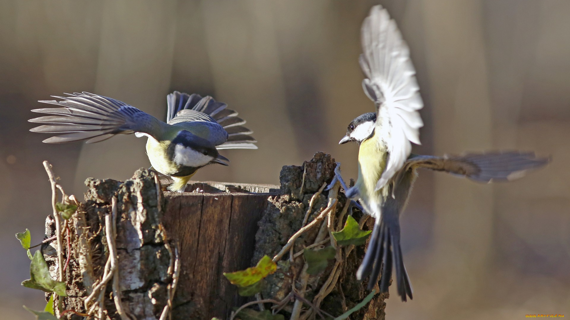 животные, синицы, , лазоревки, пень, крылья, игра, птицы