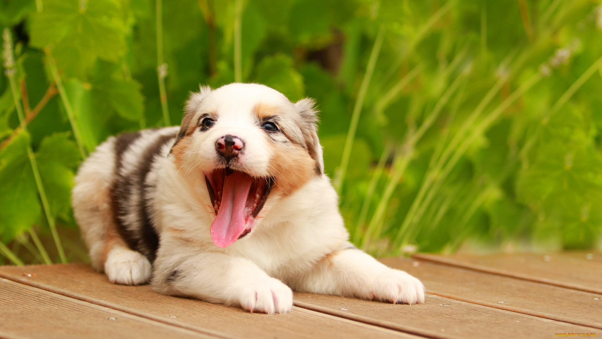 животные, собаки, puppy, australian, shepherd, друг