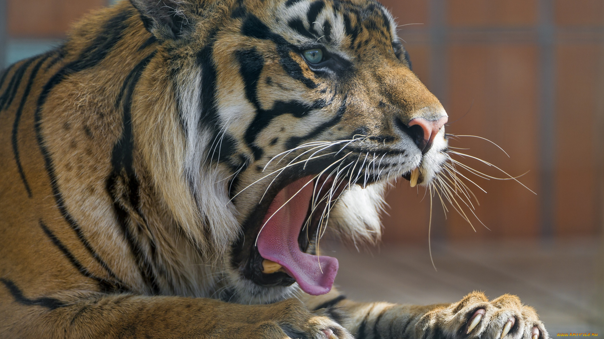 животные, тигры, кошка, морда, зевает, пасть, клыки, язык, лапы, когти, зоопарк