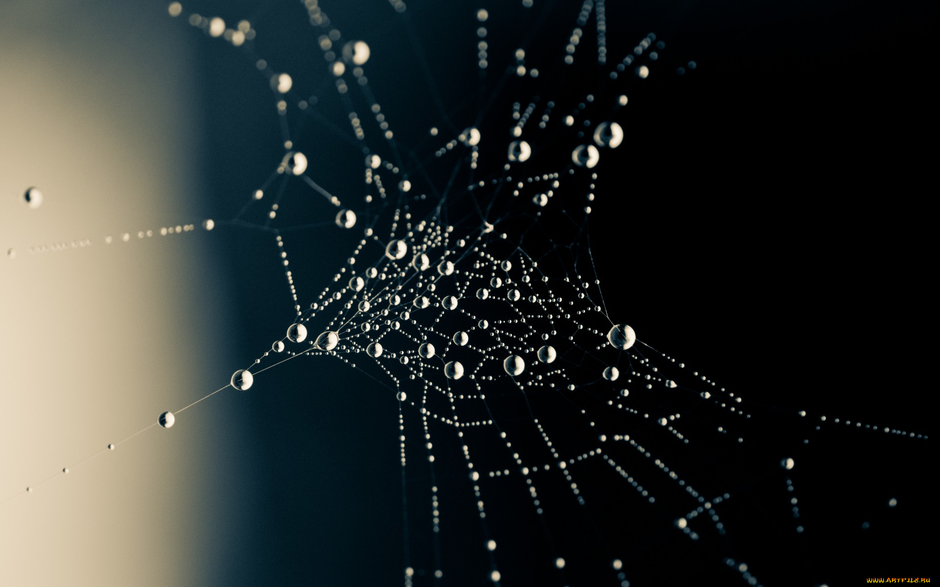 природа, макро, чёрный, боке, капли, паутинка, вода, роса, фон