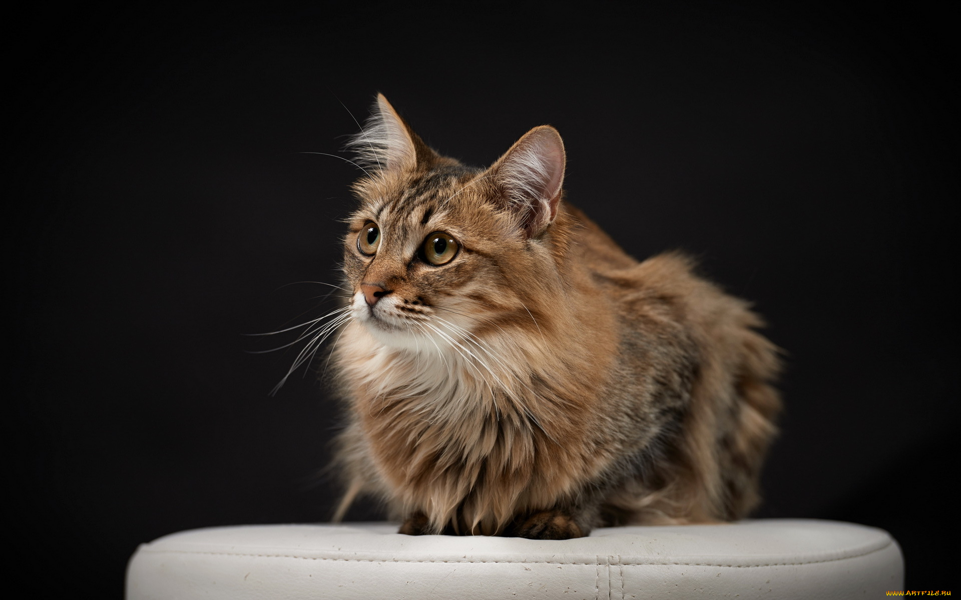 животные, коты, фон, взгляд, кошка