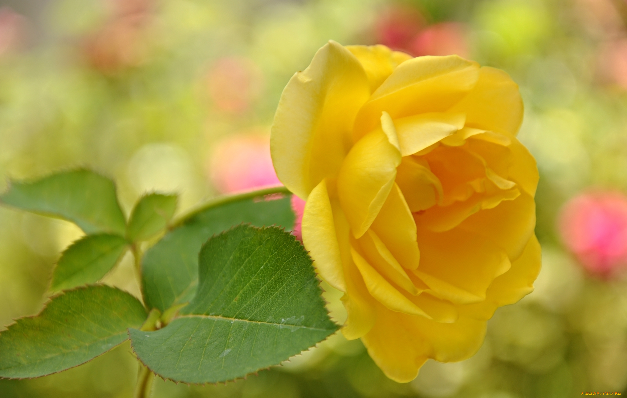 цветы, розы, макро, листья, лепестки, сад, роза