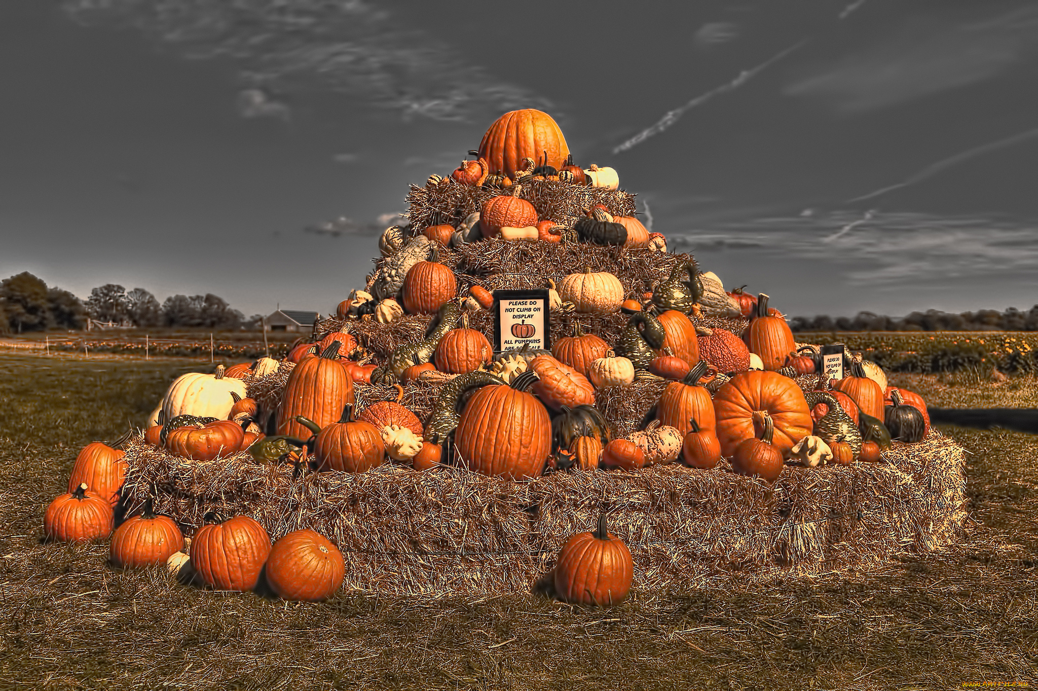 еда, тыква, урожай, пирамида