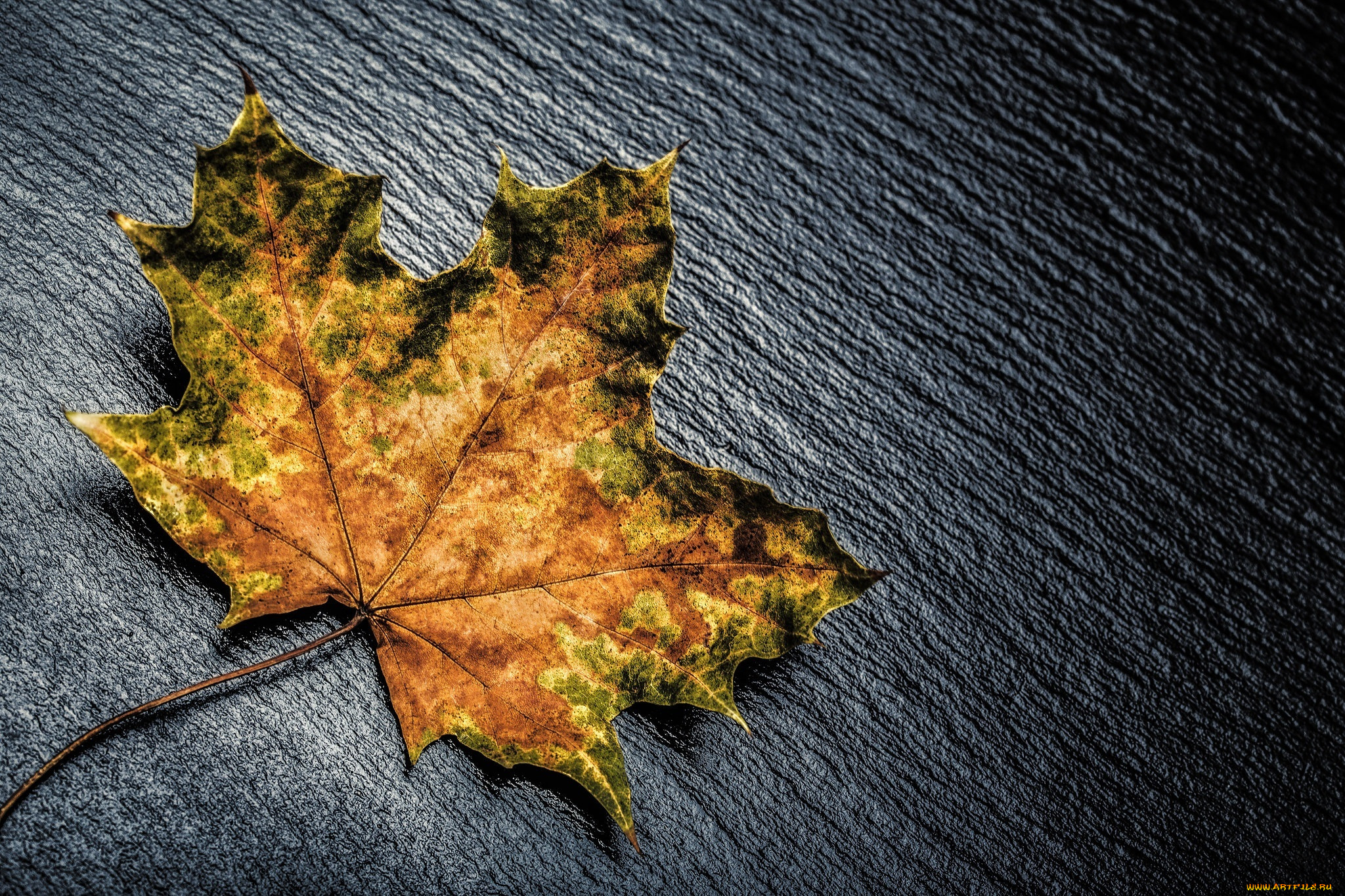 разное, -, другое, жёлтый, лист, цвет, макро, осень