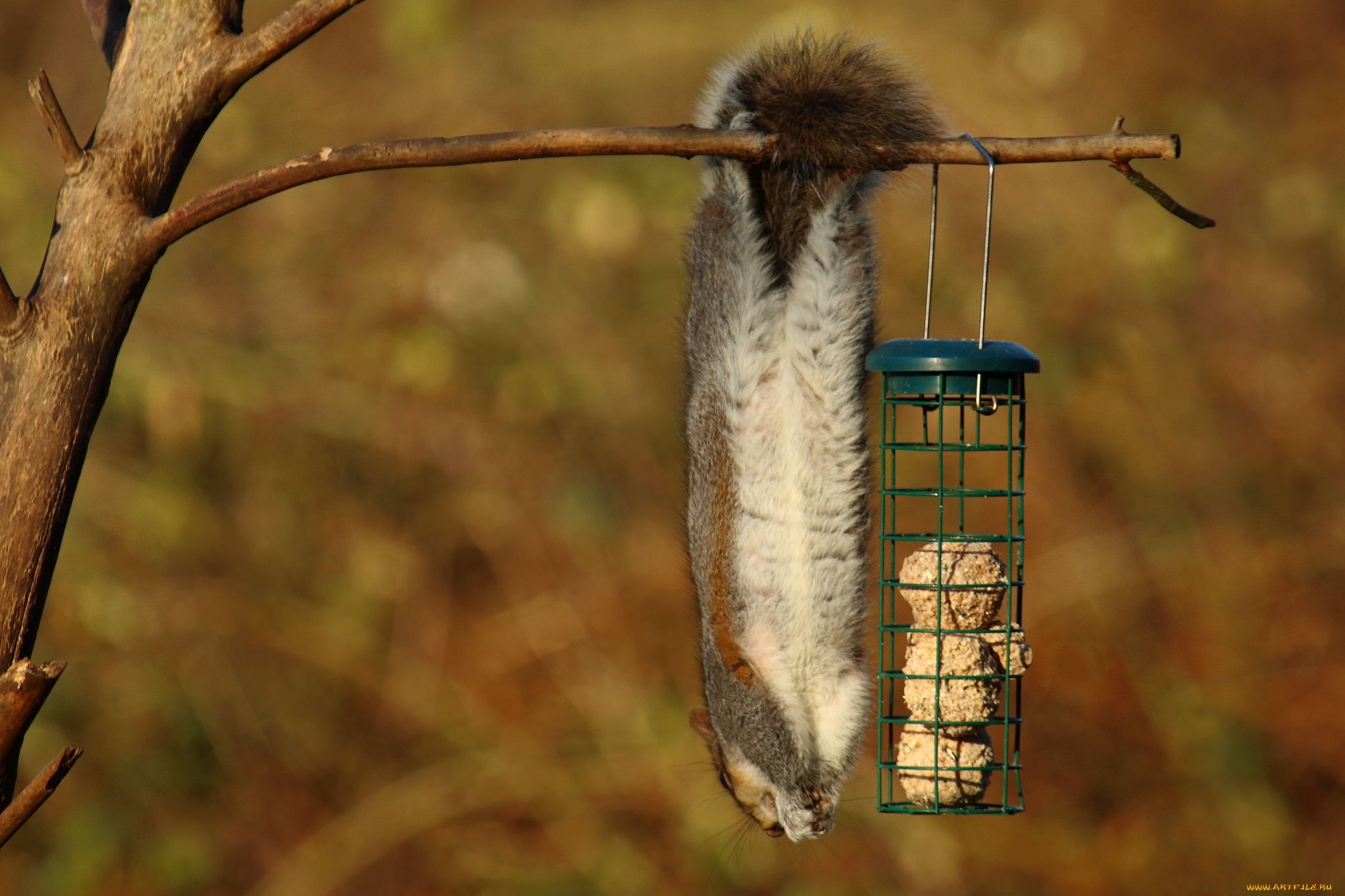 животные, белки, кормушка, ветка, висит, белка