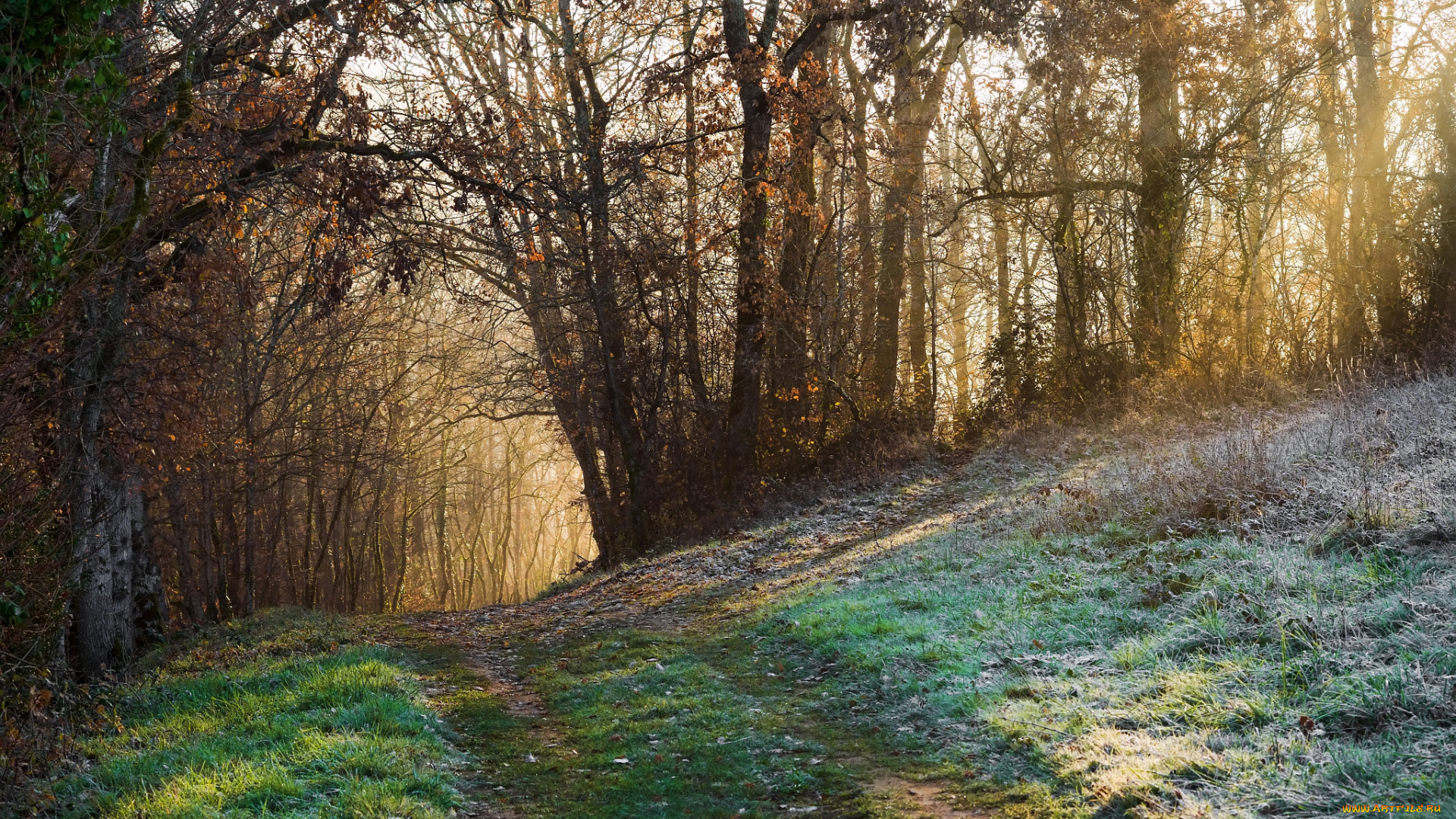 природа, дороги, тропинка, лес