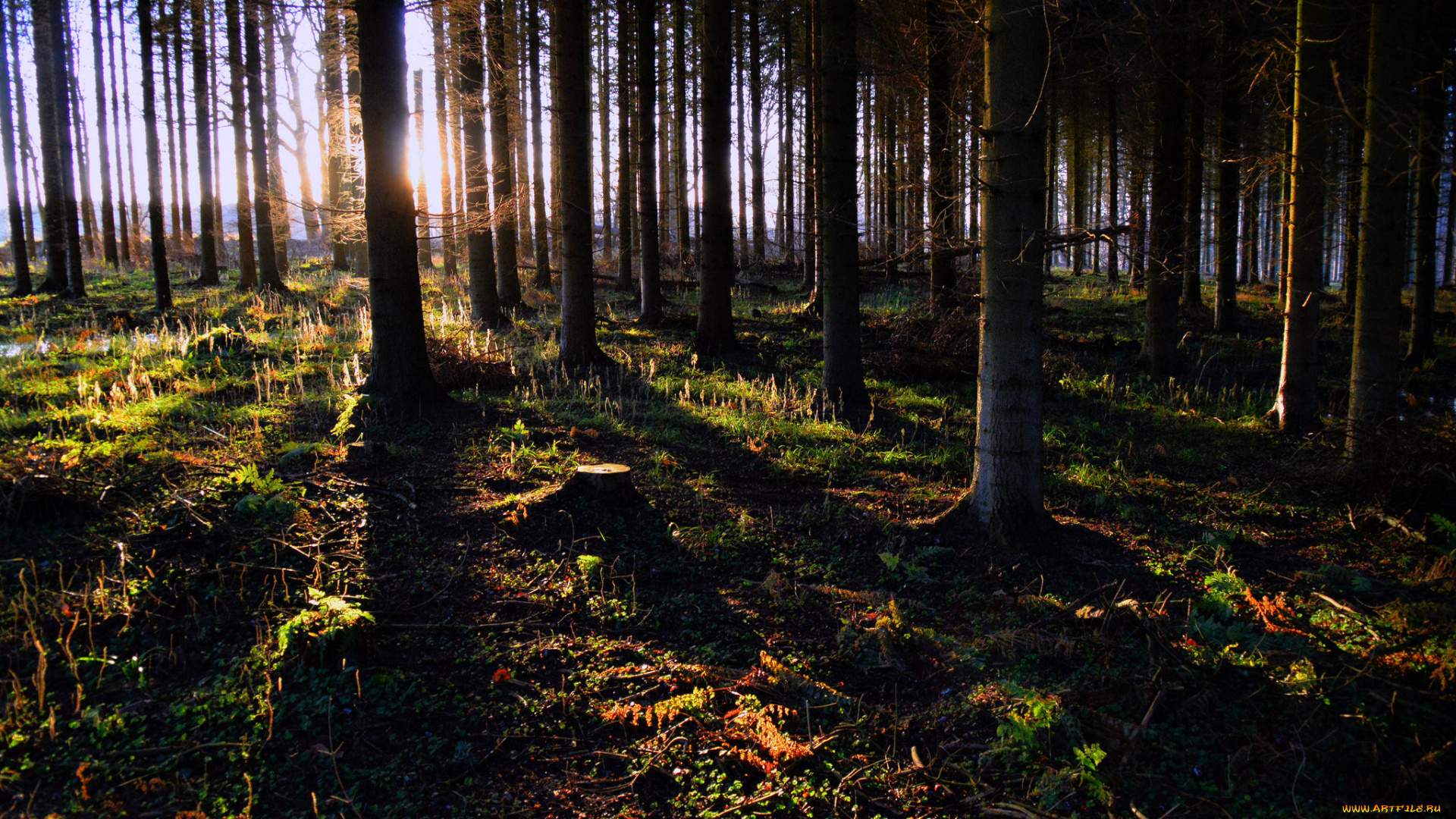 природа, лес, ельник