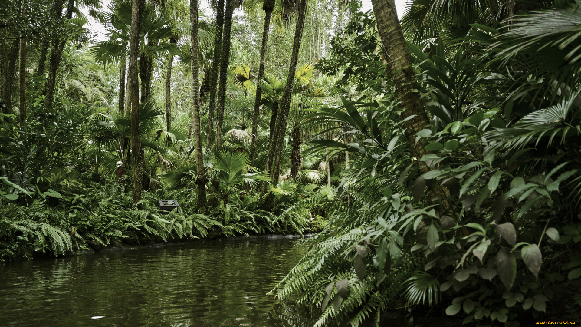 природа, реки, озера, лес, тропический, озеро, растения