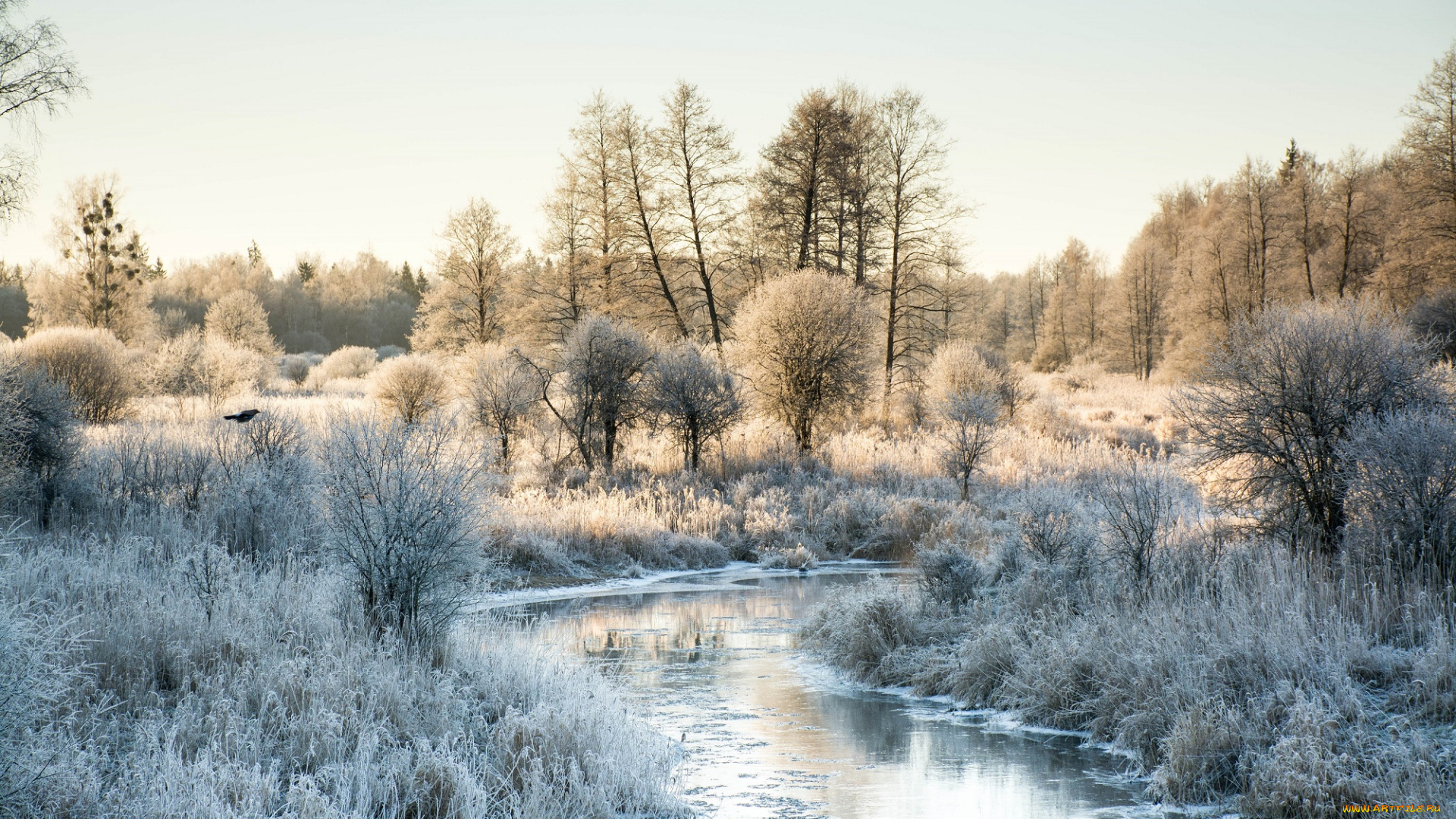 природа, реки, озера, река, лес