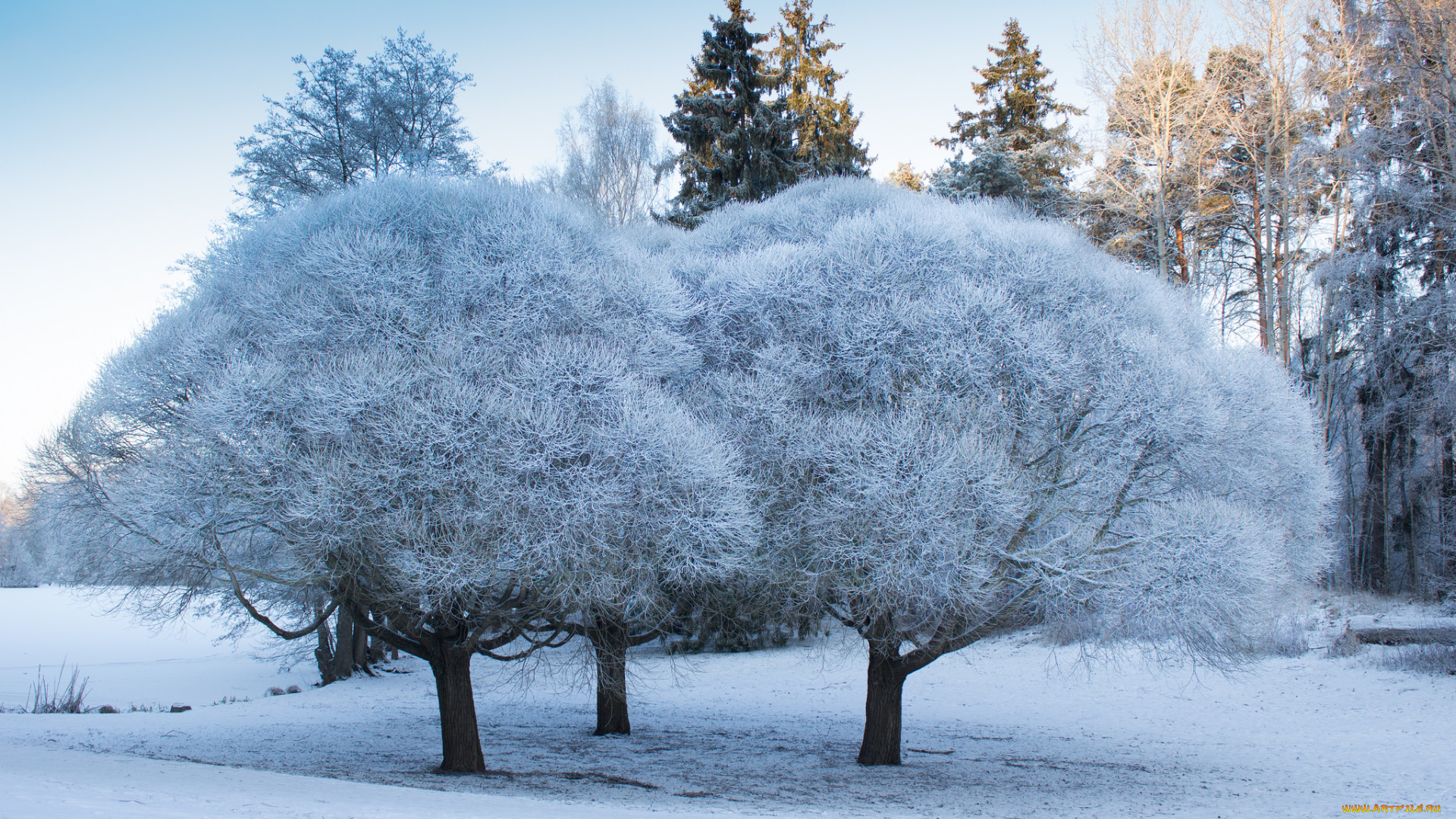 природа, зима, парк, деревья, иней