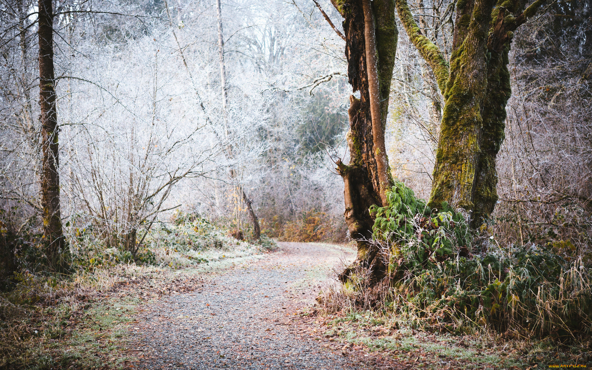 природа, другое, шоссе