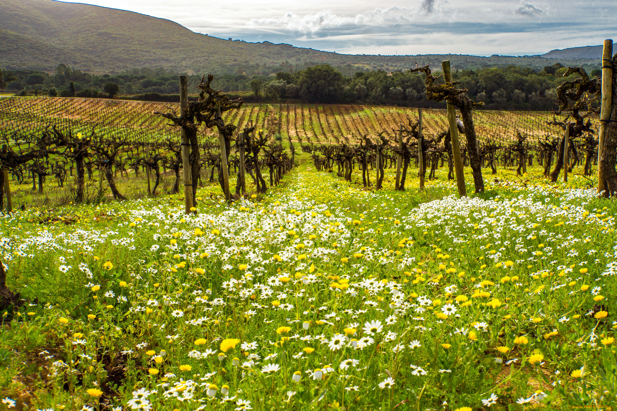 природа, поля, виноградник, цветы