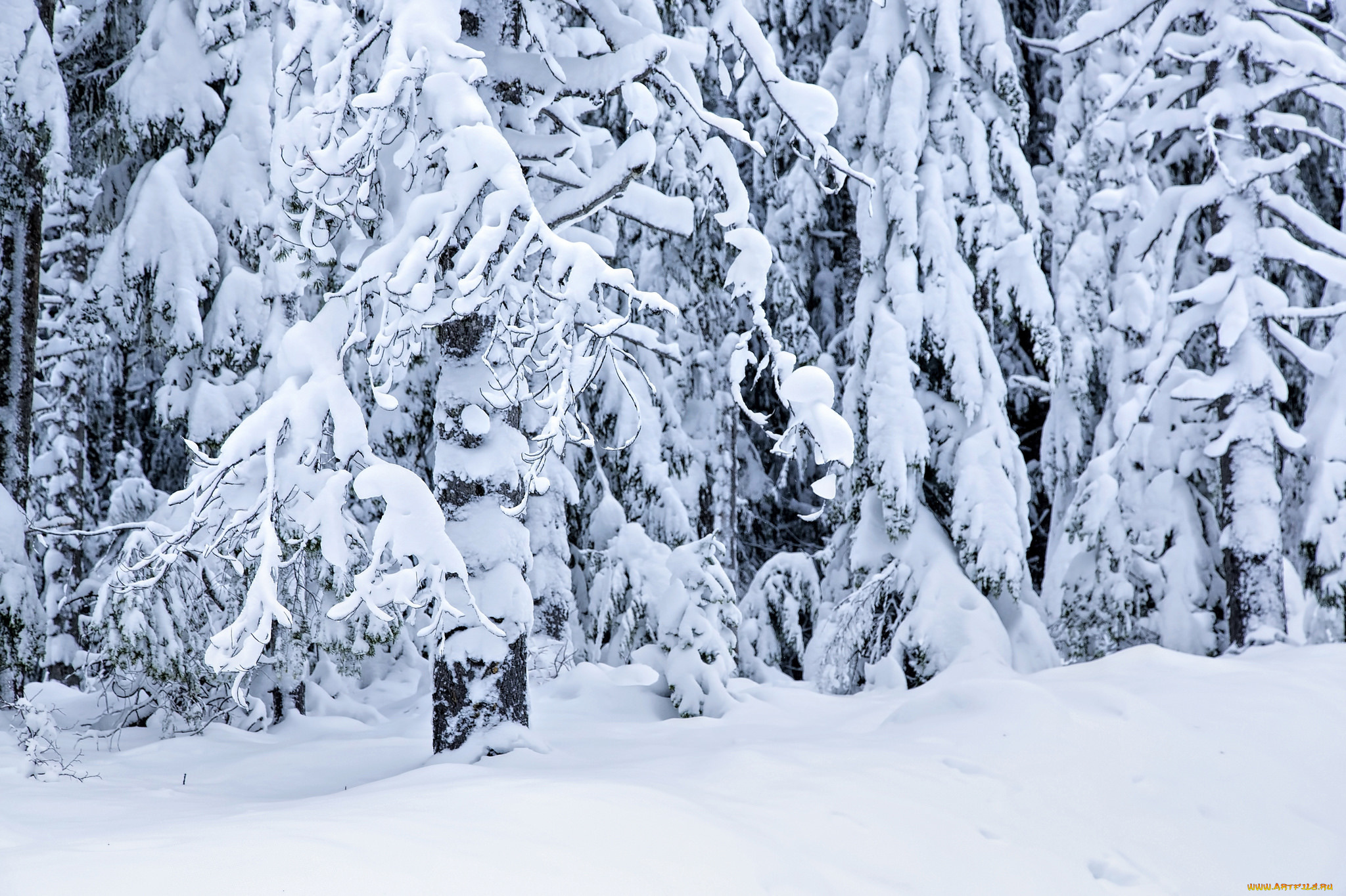 природа, зима, снег, деревья, лес